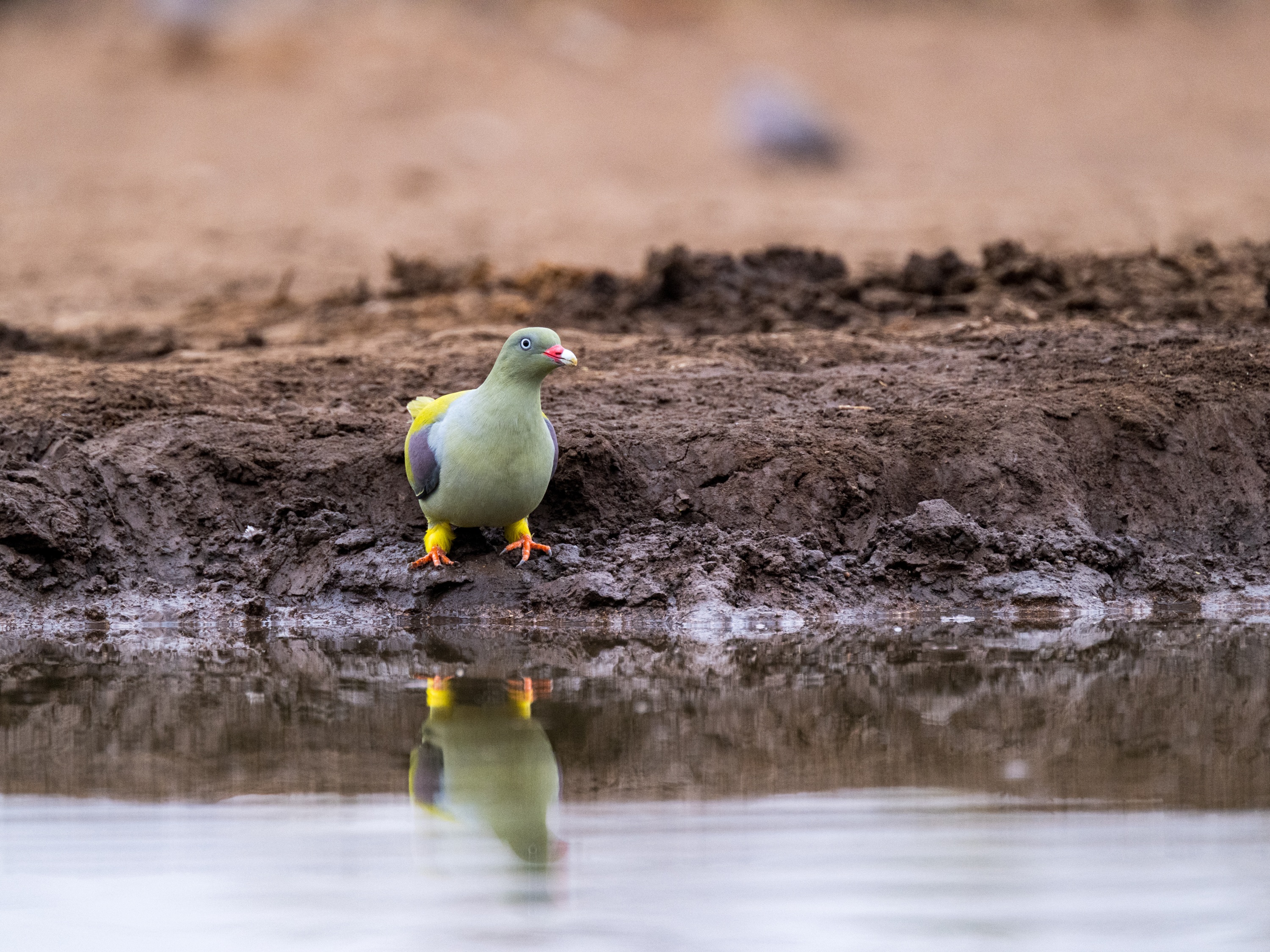 Mashatu Game Reserve, Botswana