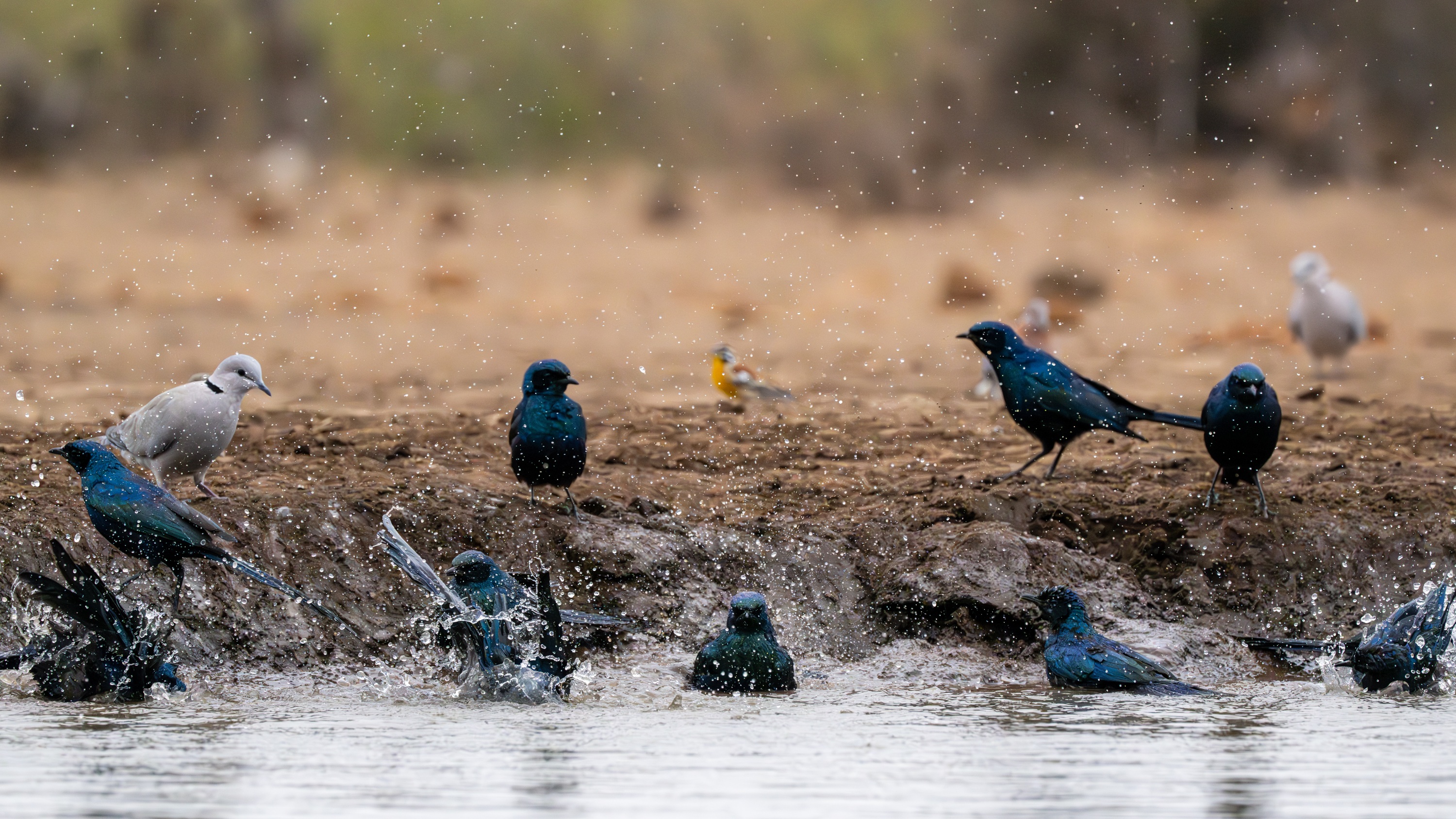 Mashatu Game Reserve, Botswana