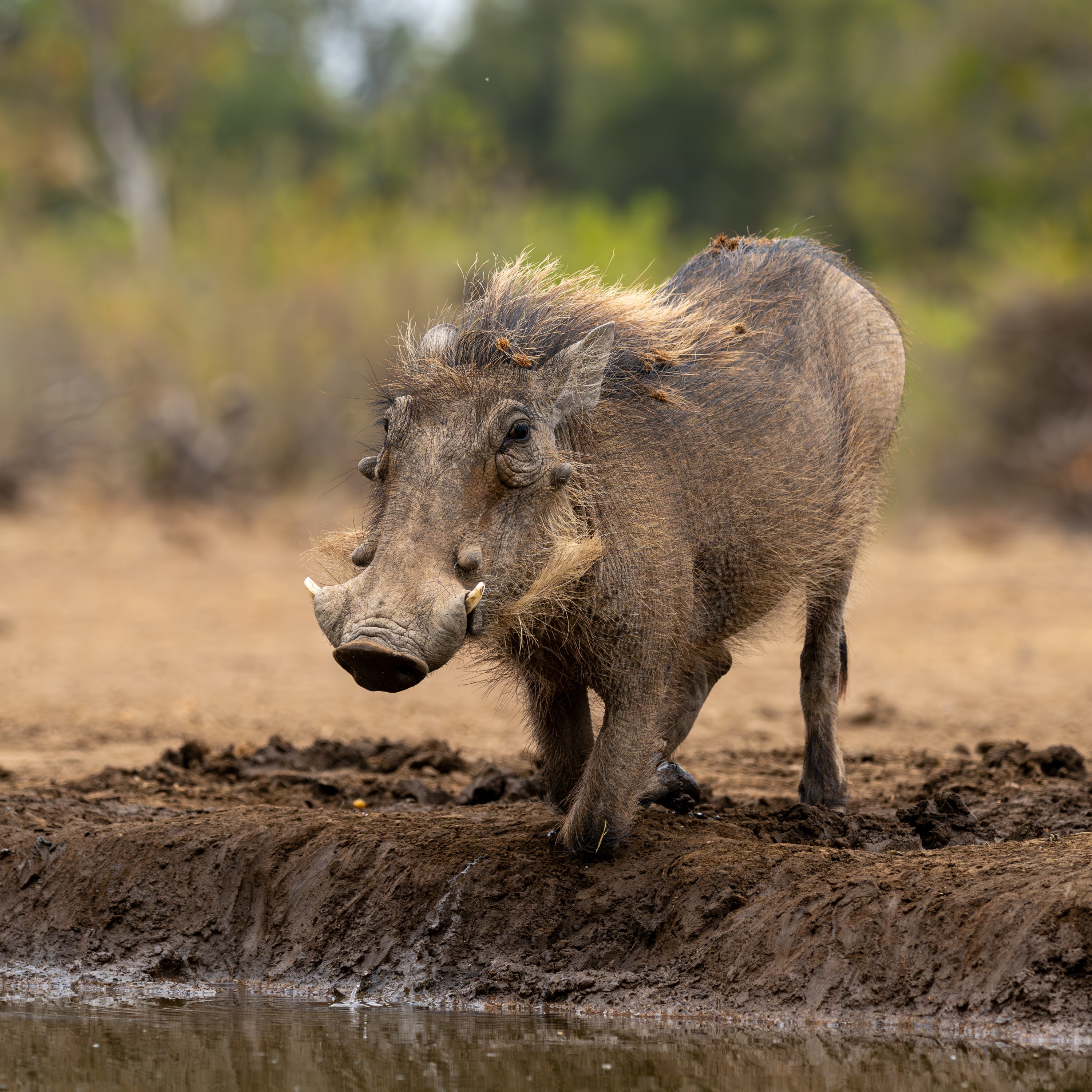 Mashatu Game Reserve, Botswana