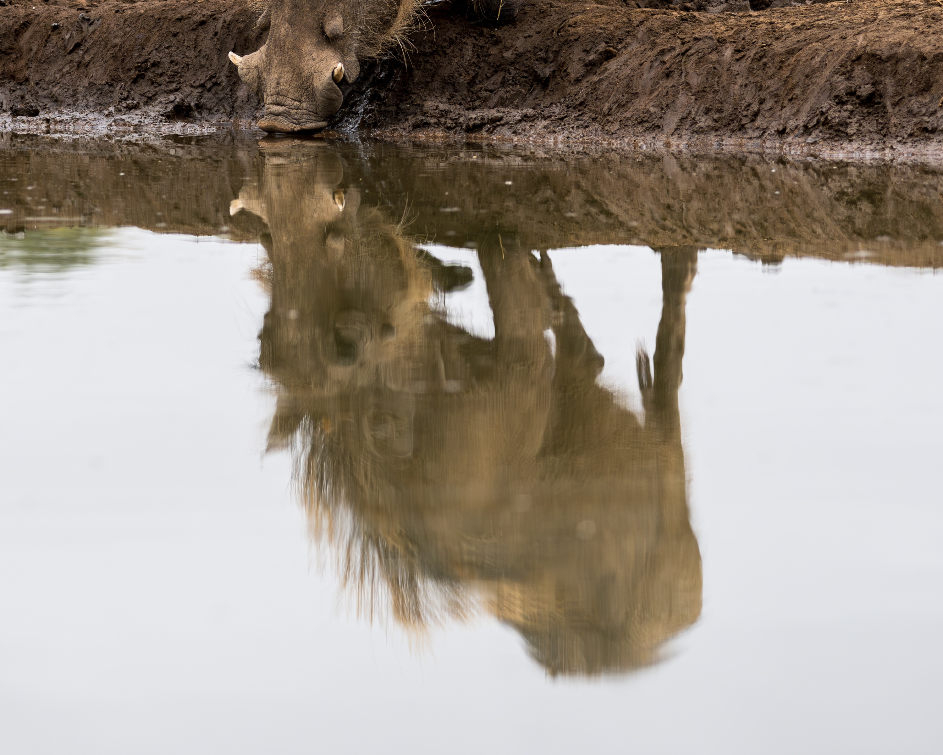 Mashatu Game Reserve, Botswana