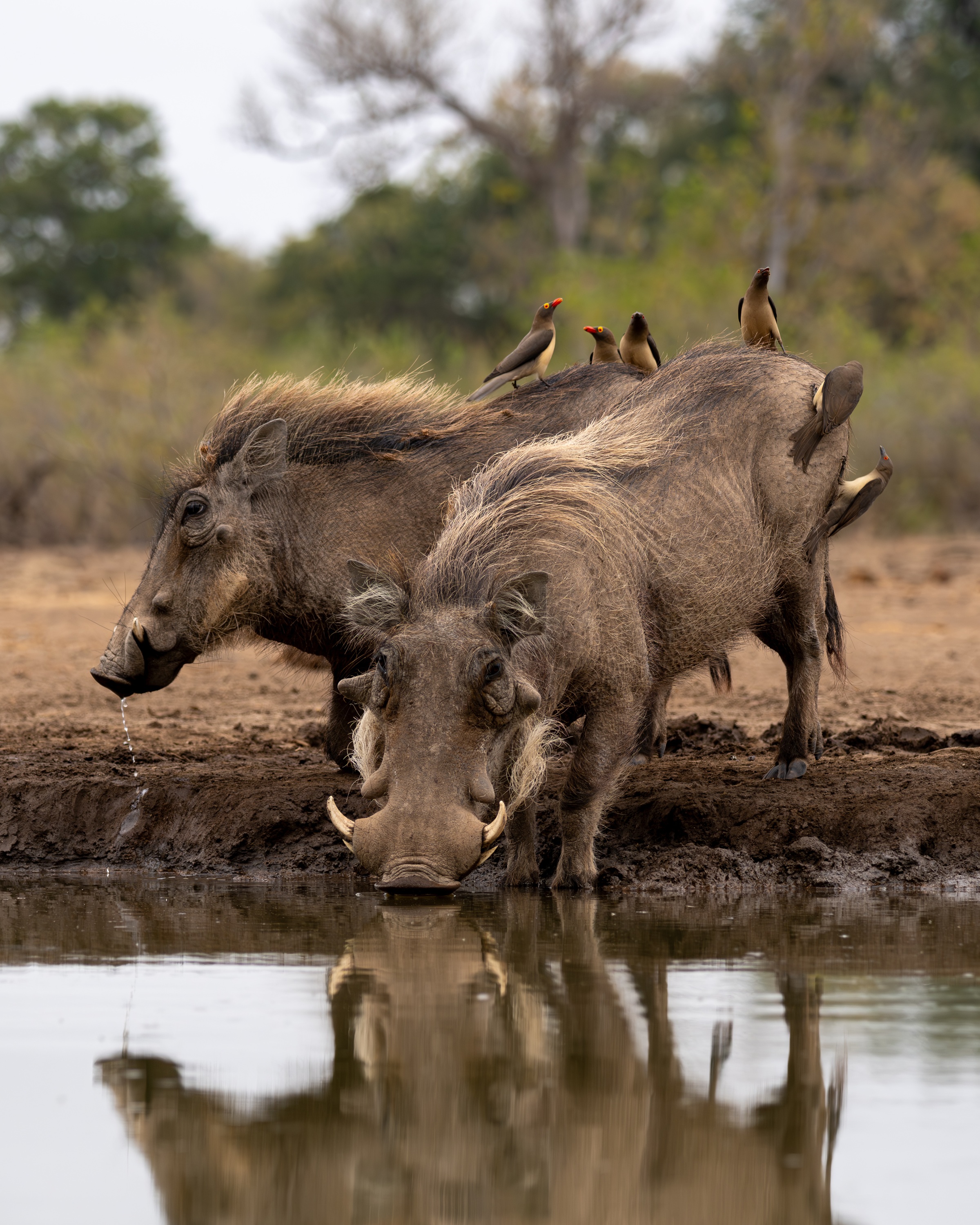 Mashatu Game Reserve, Botswana