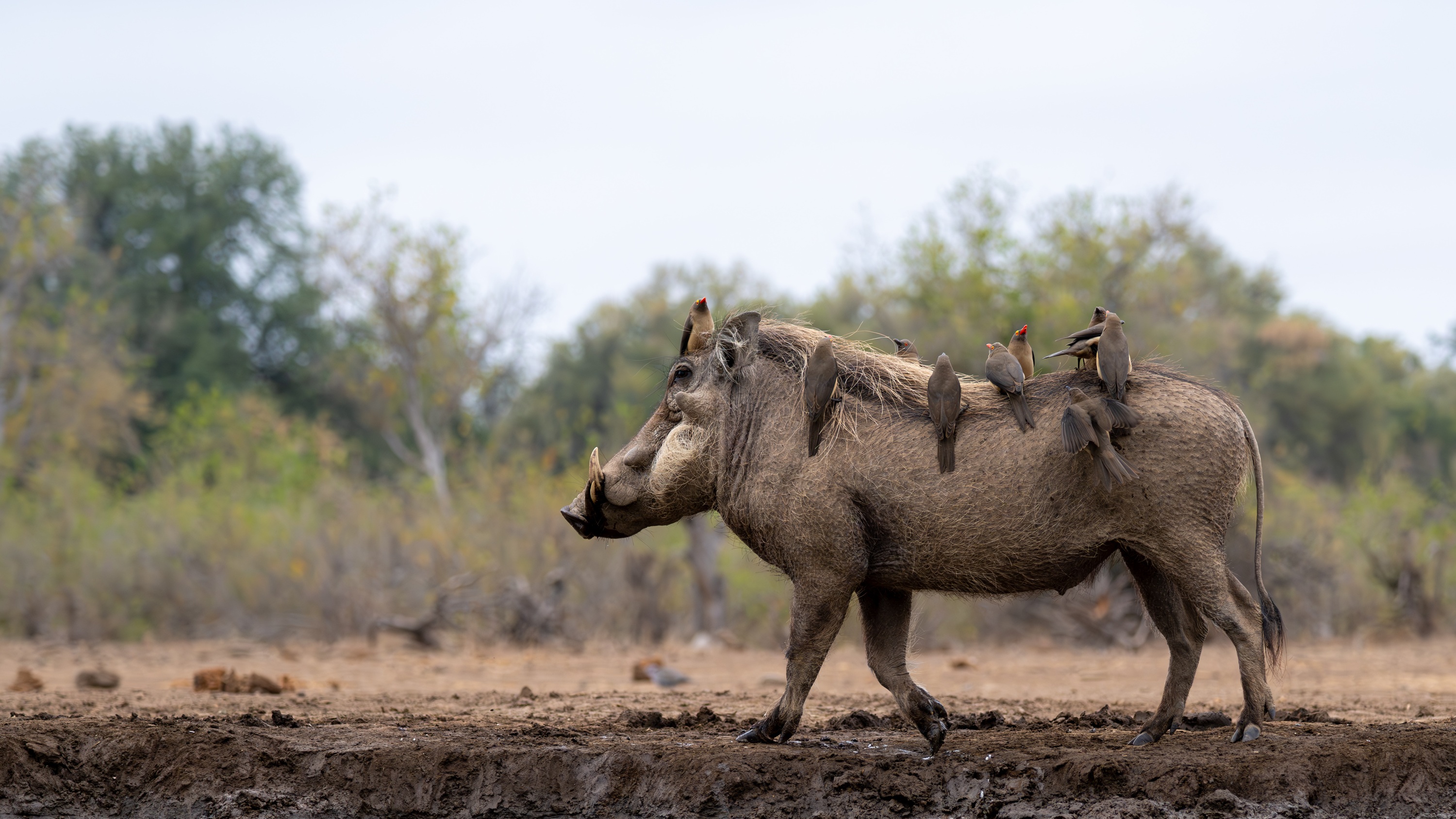 Mashatu Game Reserve, Botswana