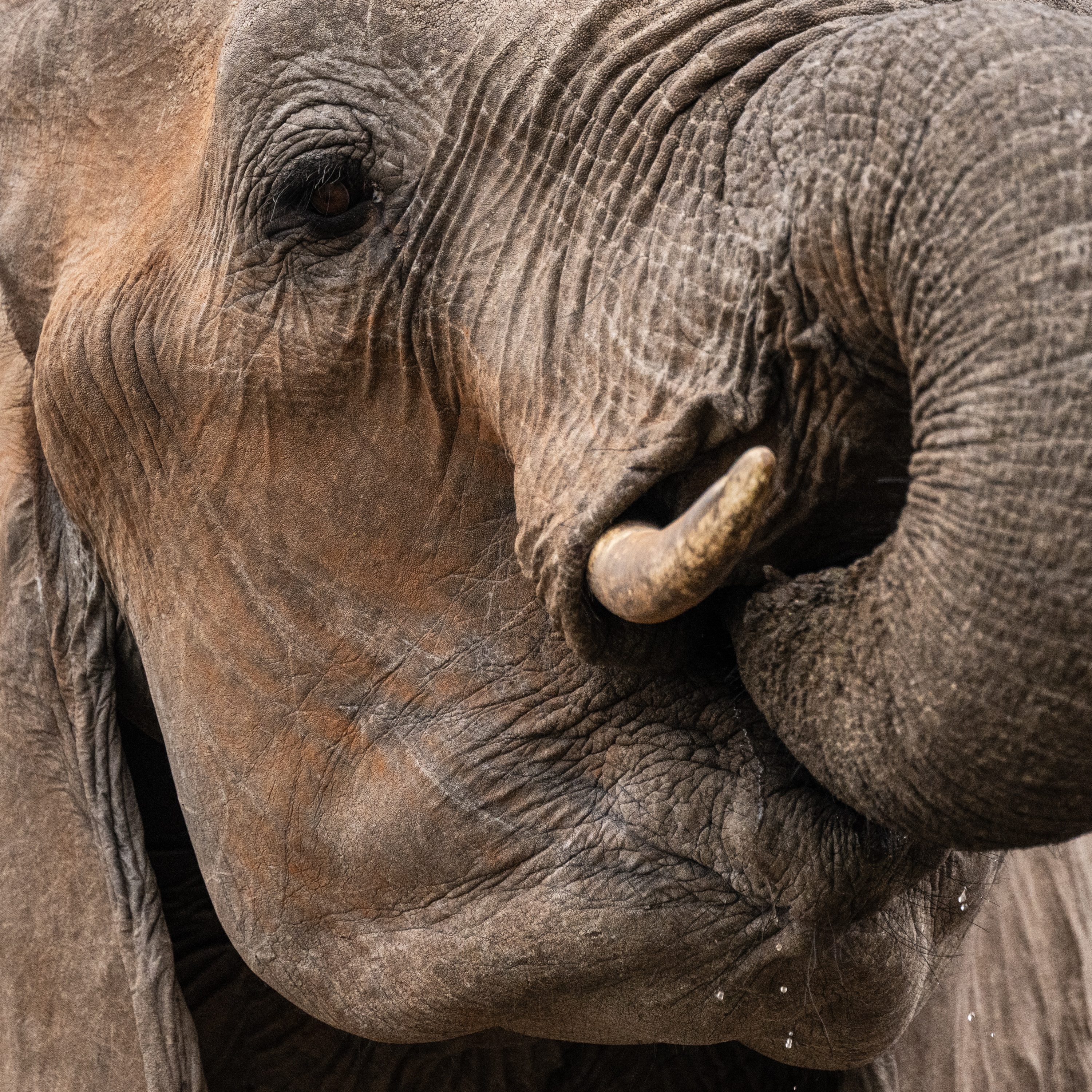 Mashatu Game Reserve, Botswana