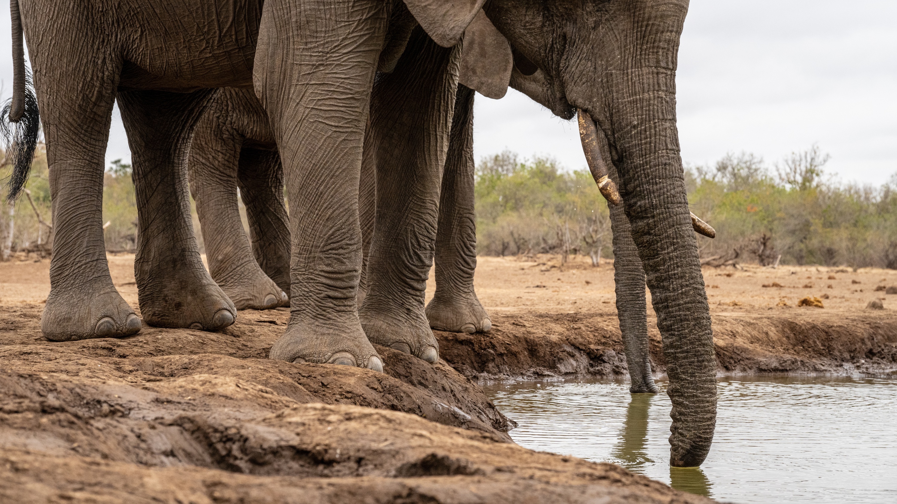 Mashatu Game Reserve, Botswana