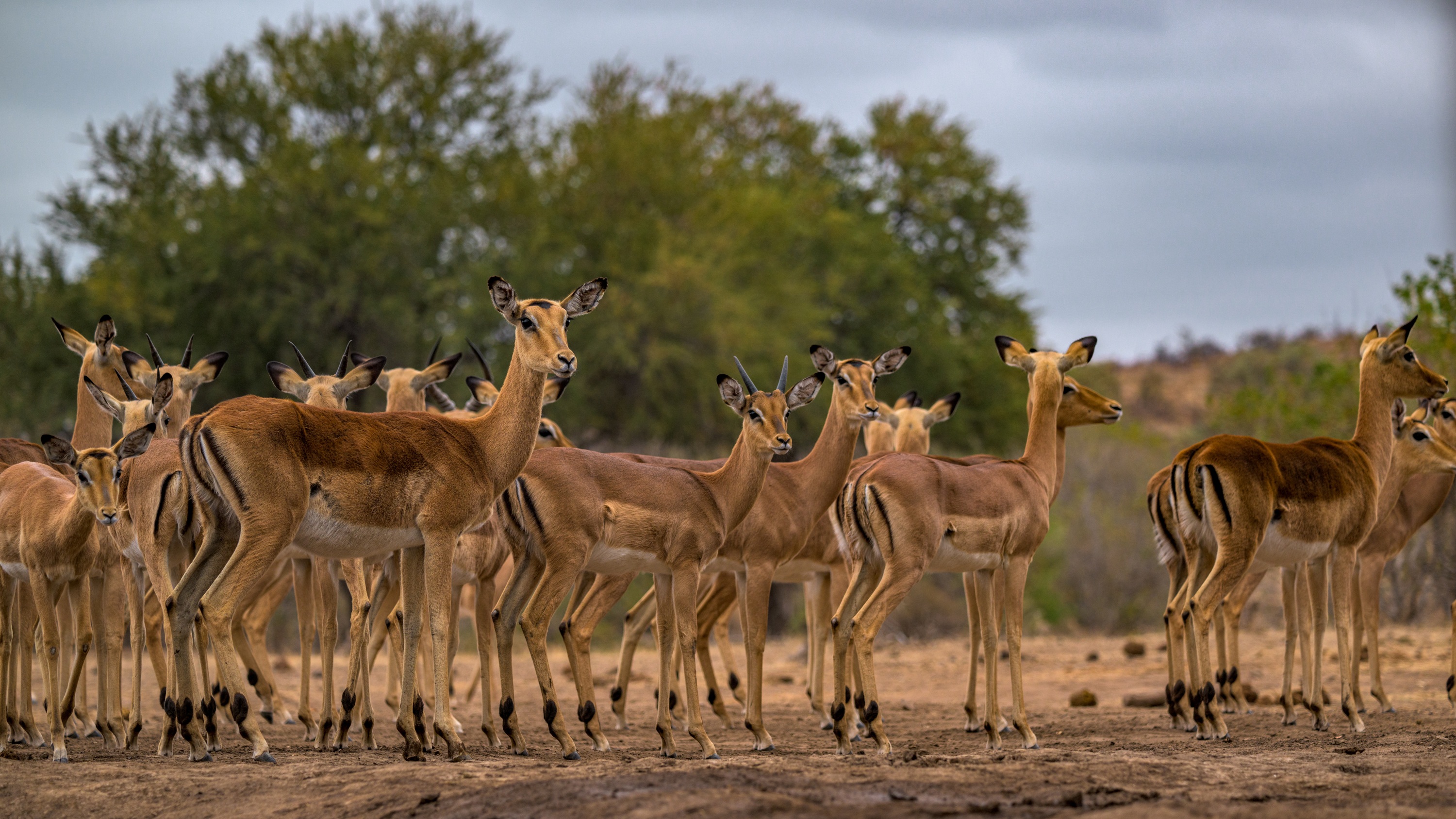 Mashatu Game Reserve, Botswana