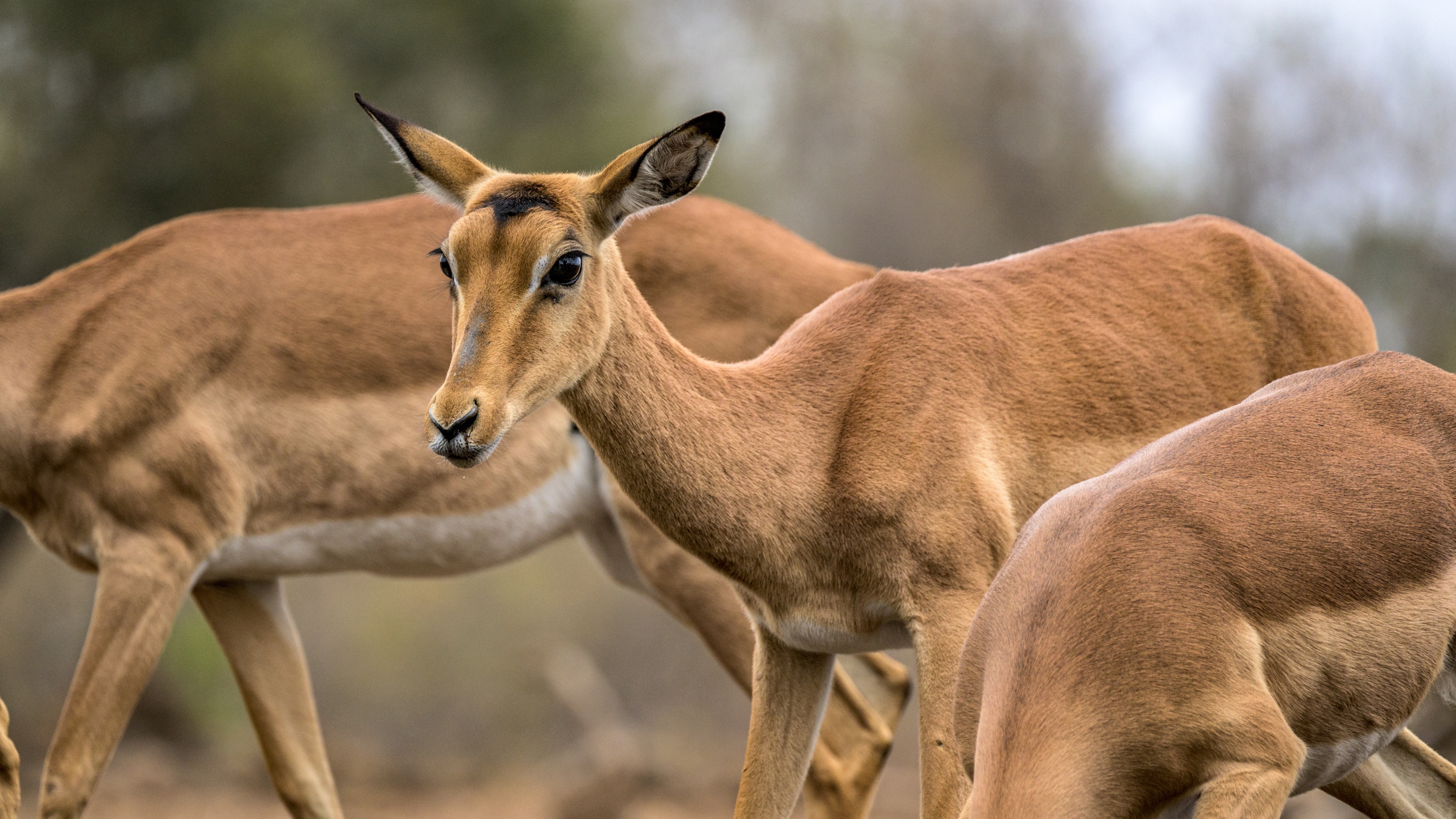 Mashatu Game Reserve, Botswana