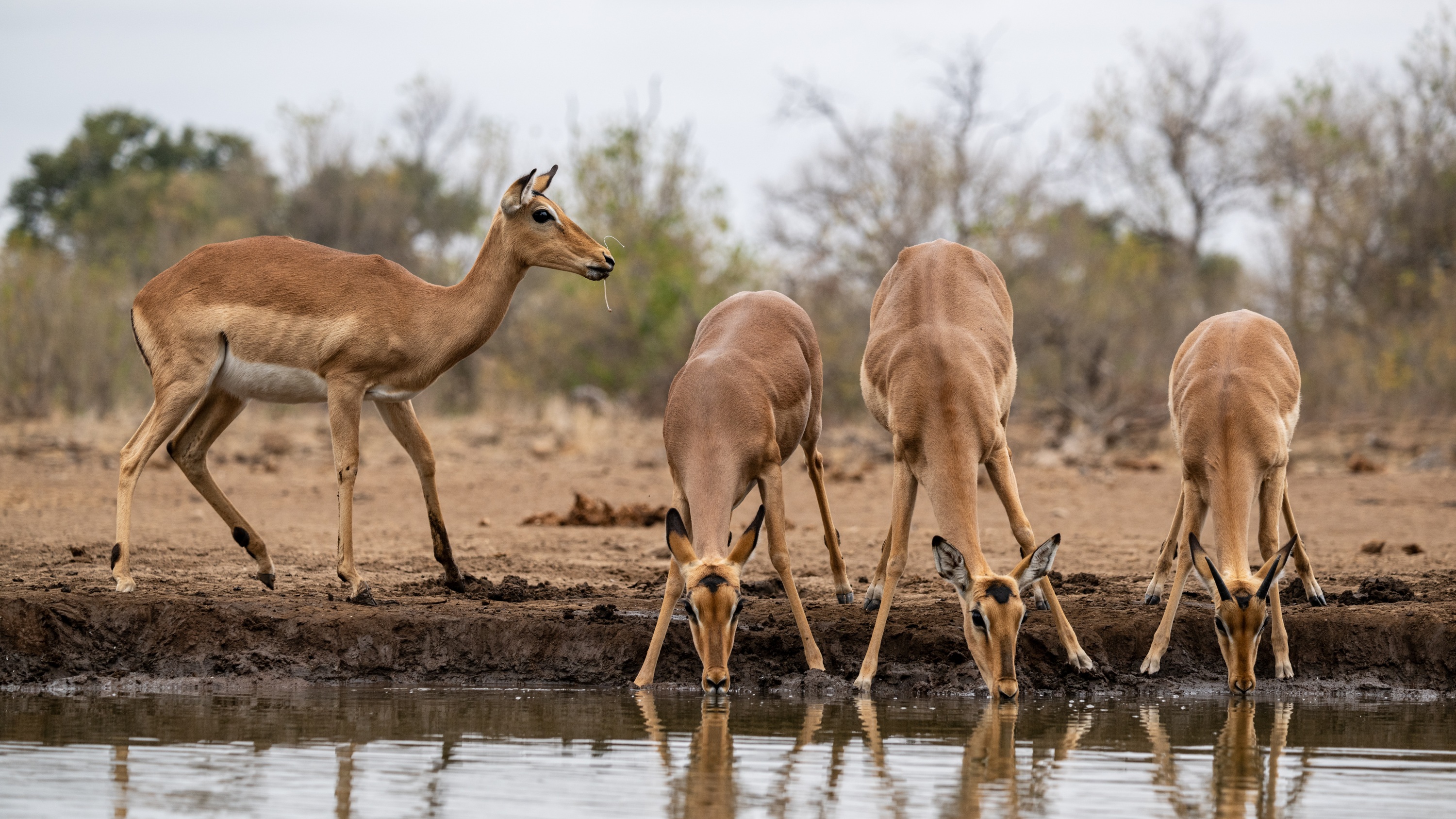 Mashatu Game Reserve, Botswana