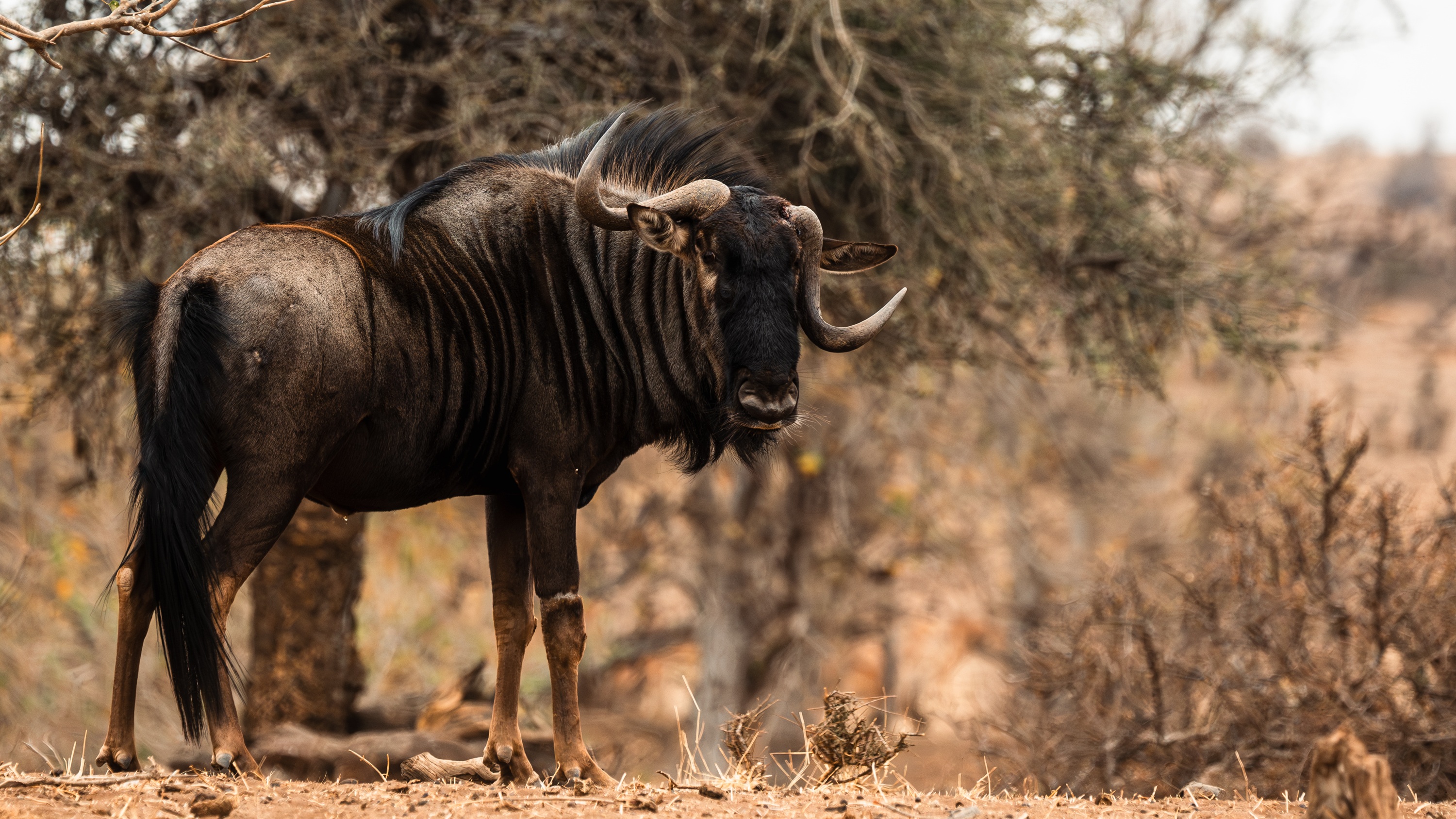 Mashatu Game Reserve, Botswana