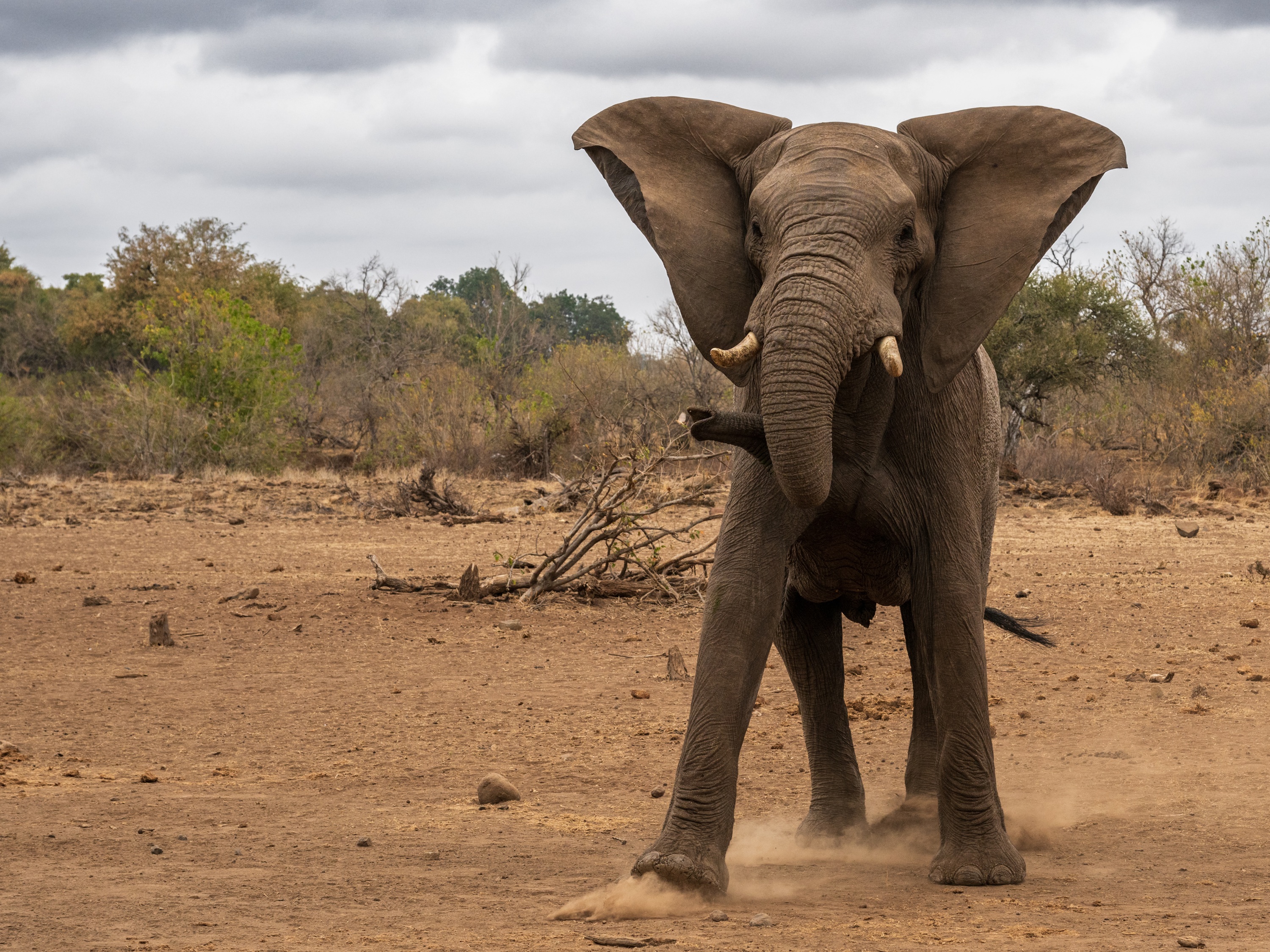 Mashatu Game Reserve, Botswana