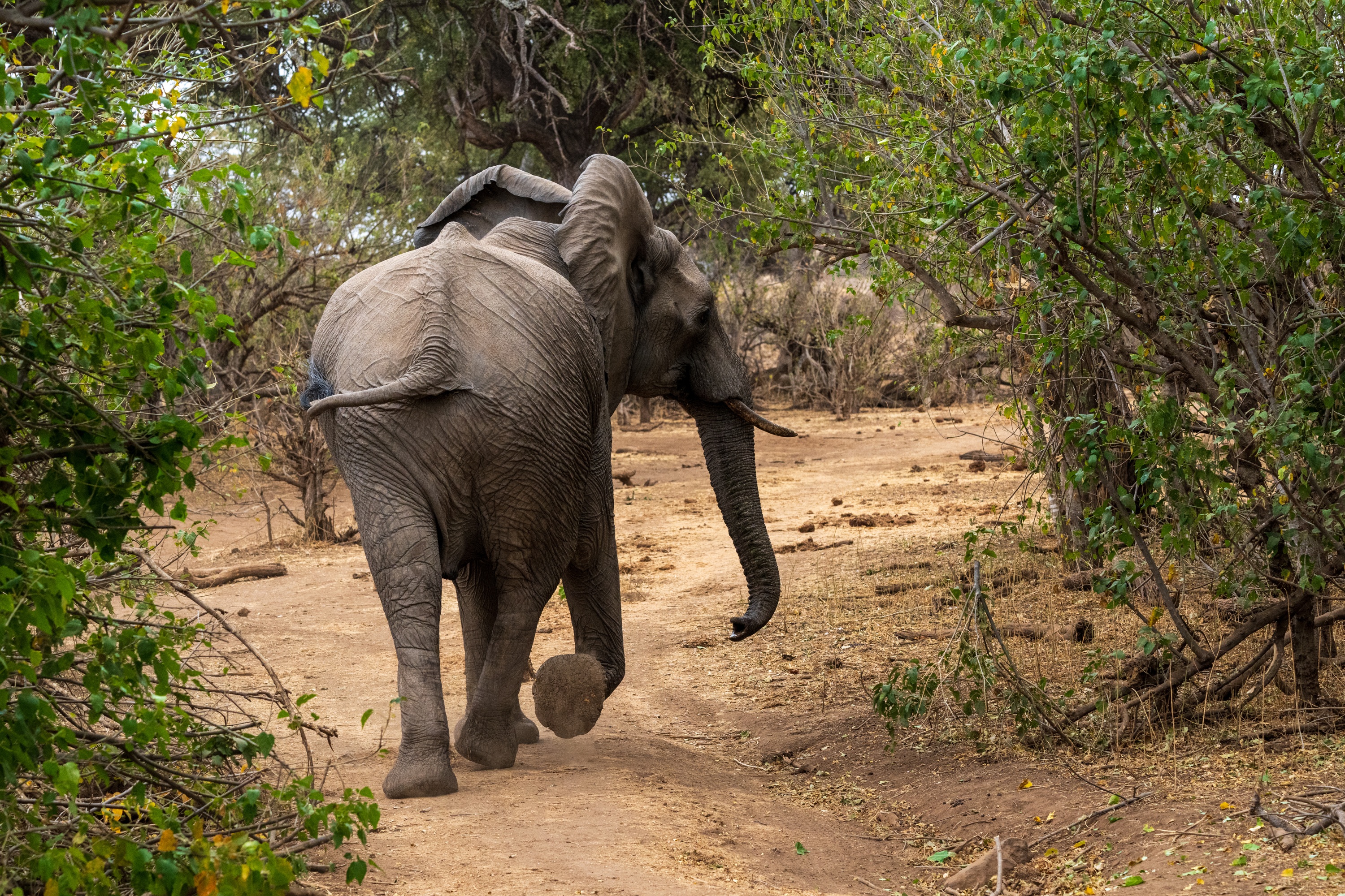 Mashatu Game Reserve, Botswana