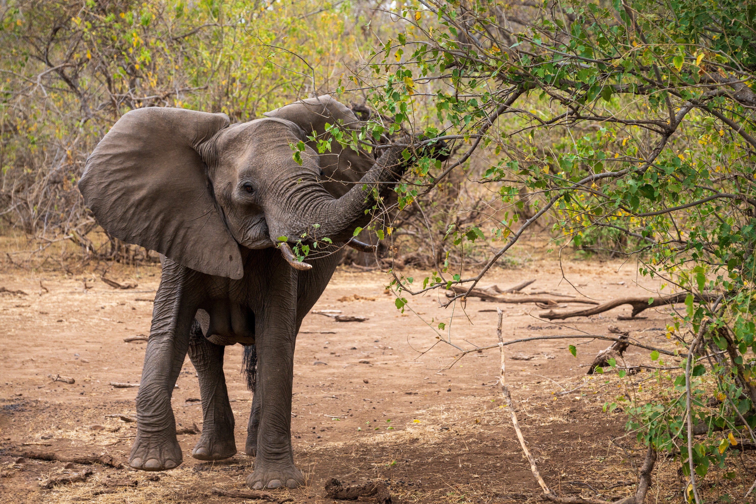 Mashatu Game Reserve, Botswana