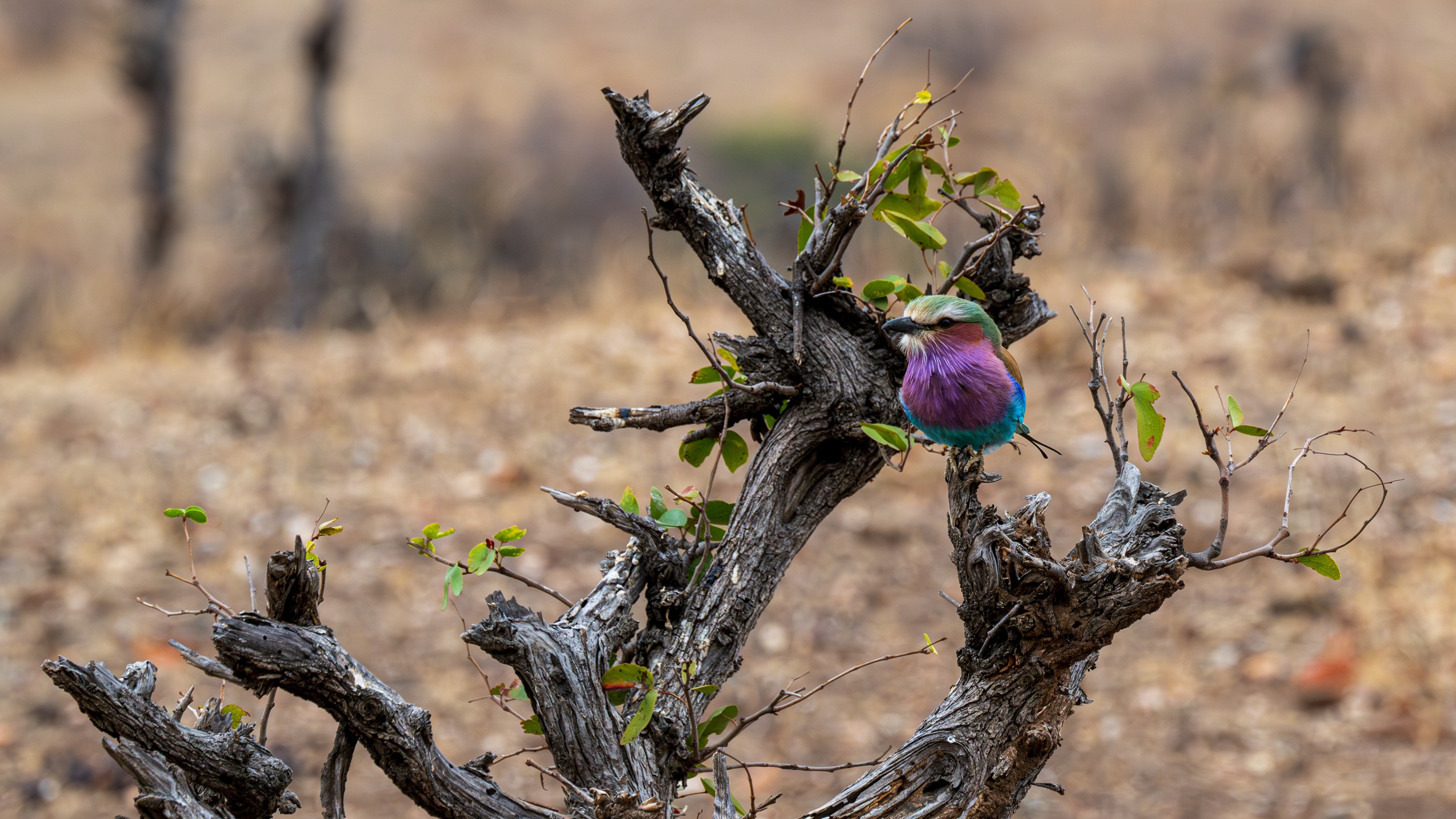 Mashatu Game Reserve, Botswana