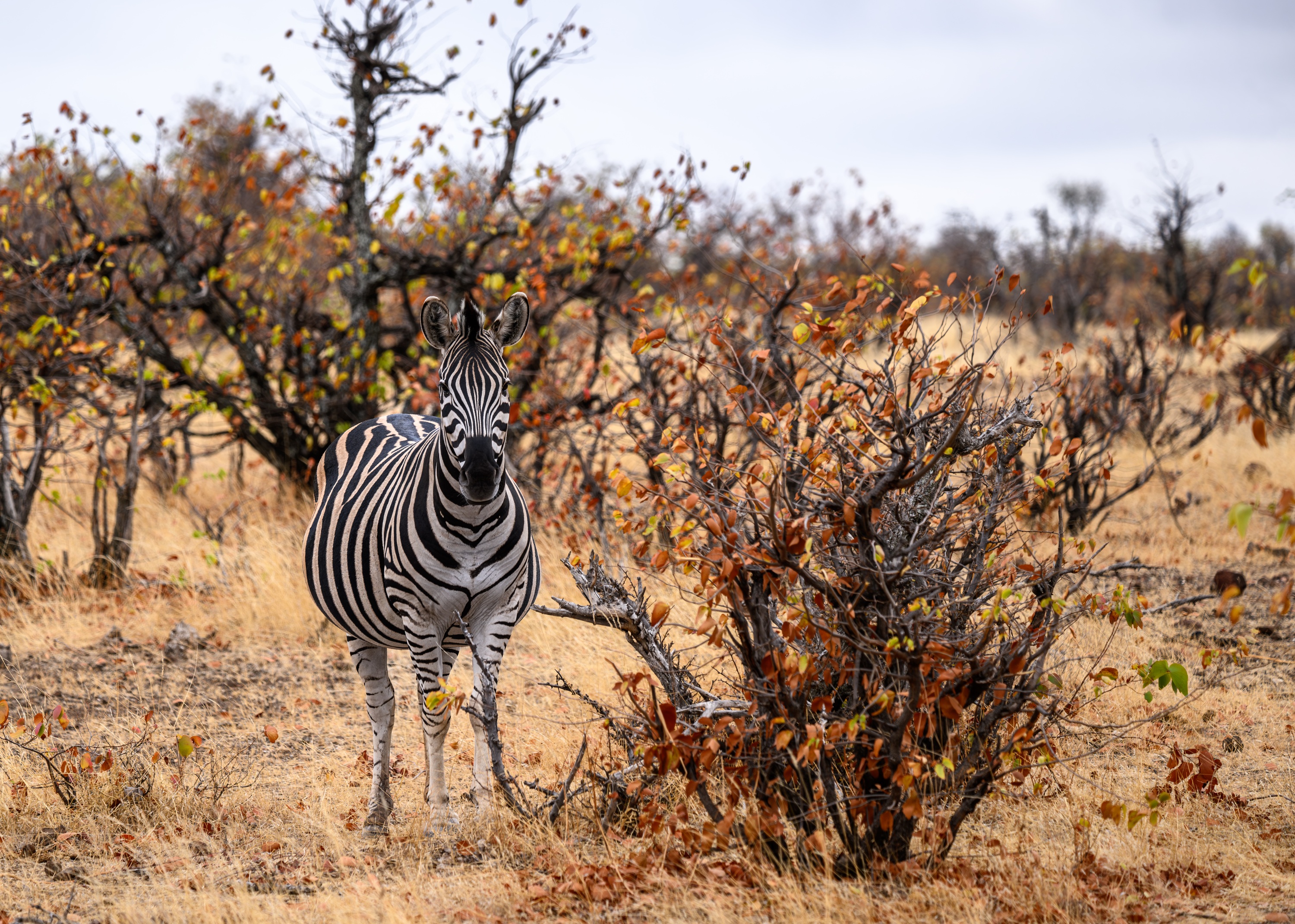 Mashatu Game Reserve, Botswana