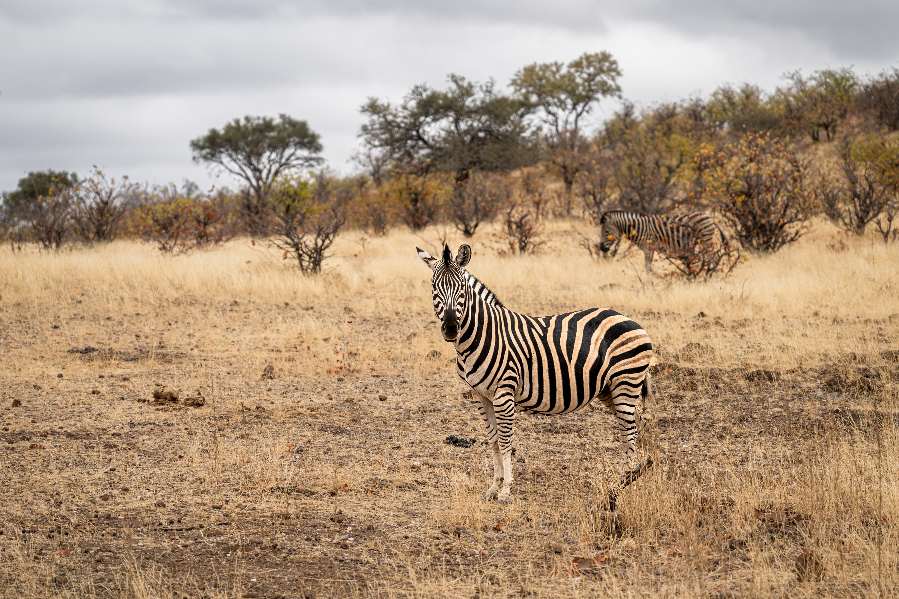 Mashatu Game Reserve, Botswana