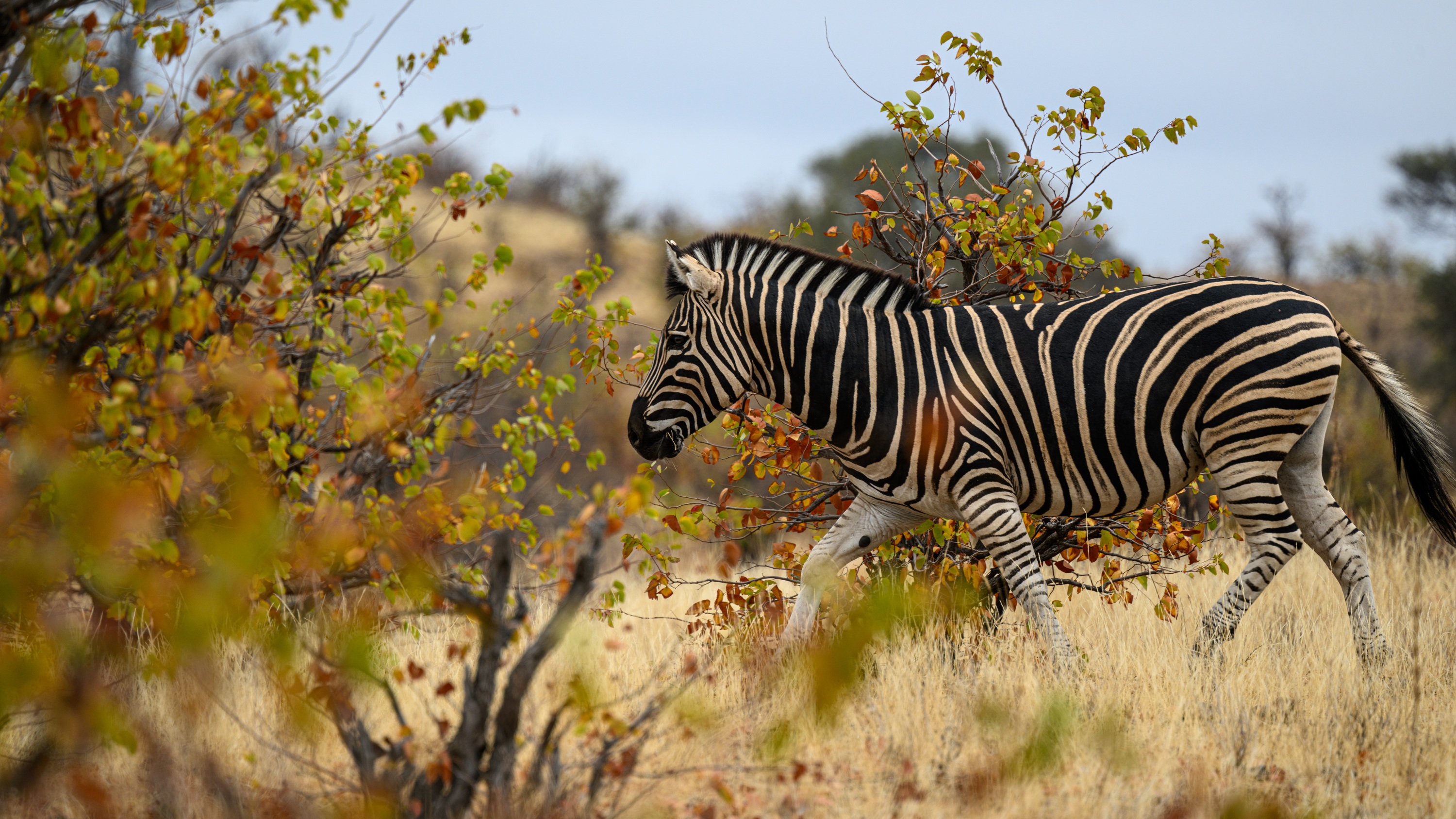 Mashatu Game Reserve, Botswana