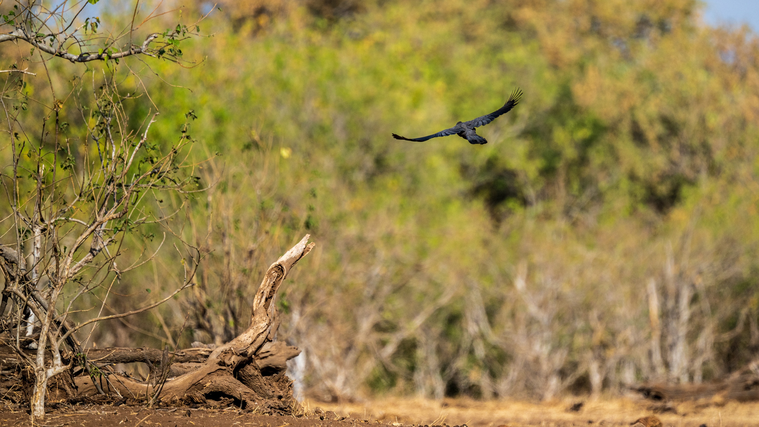 Mashatu Game Reserve, Botswana