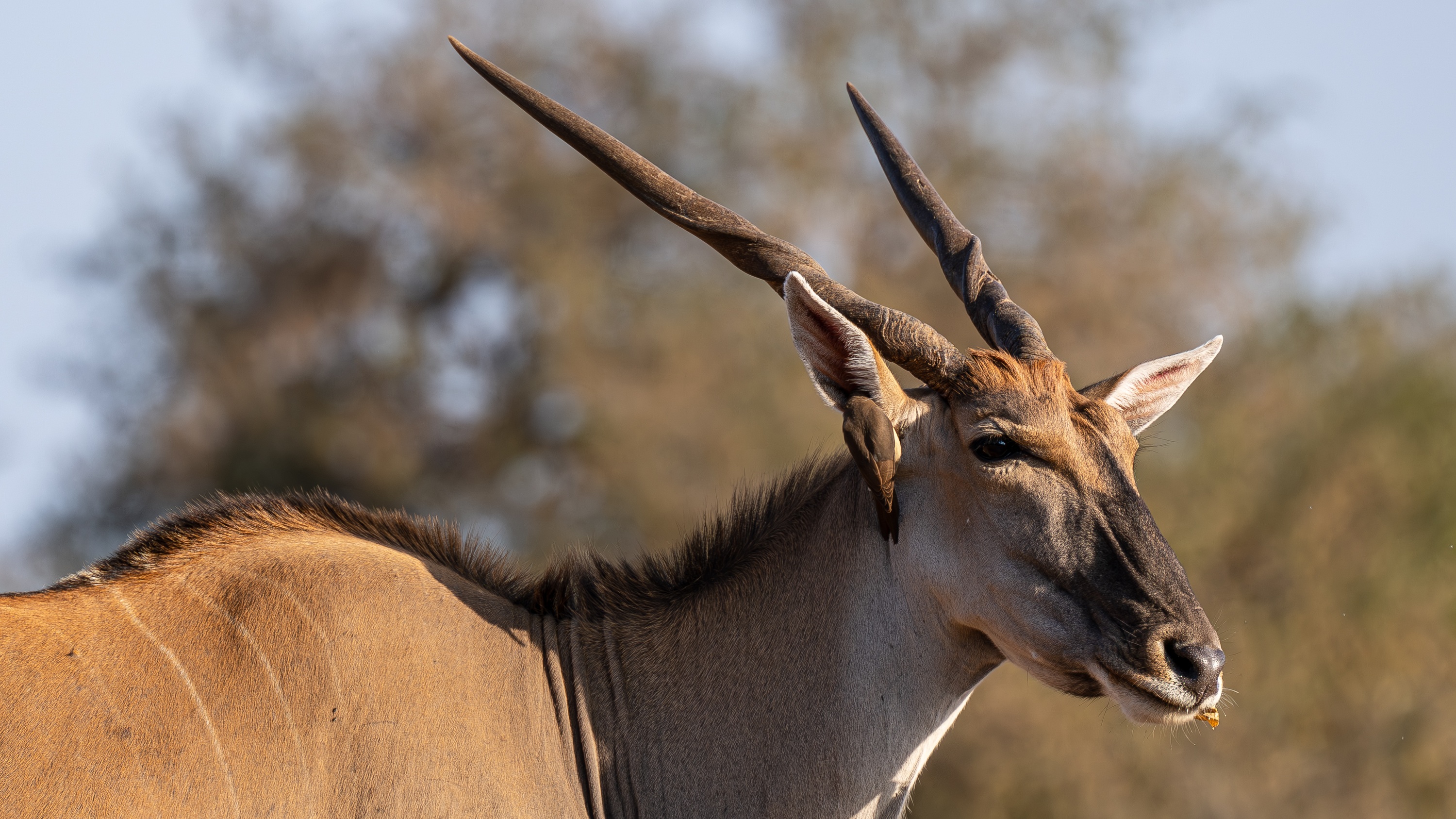 Mashatu Game Reserve, Botswana