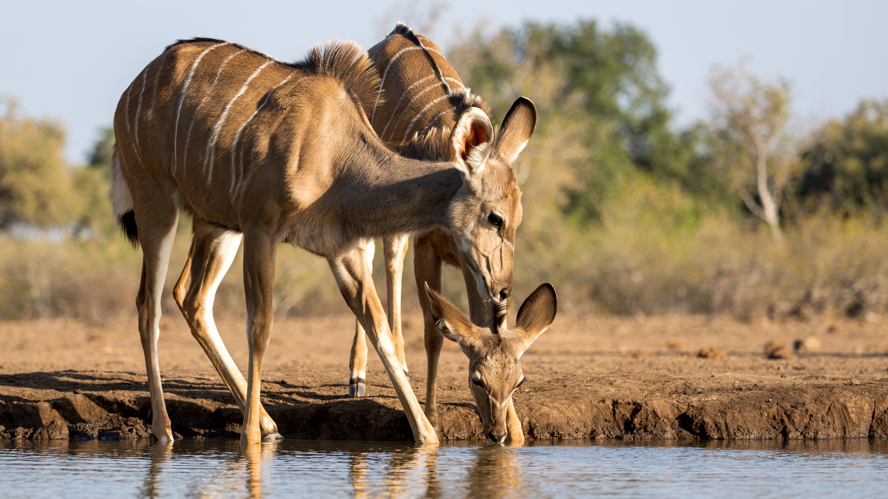 Mashatu Game Reserve, Botswana