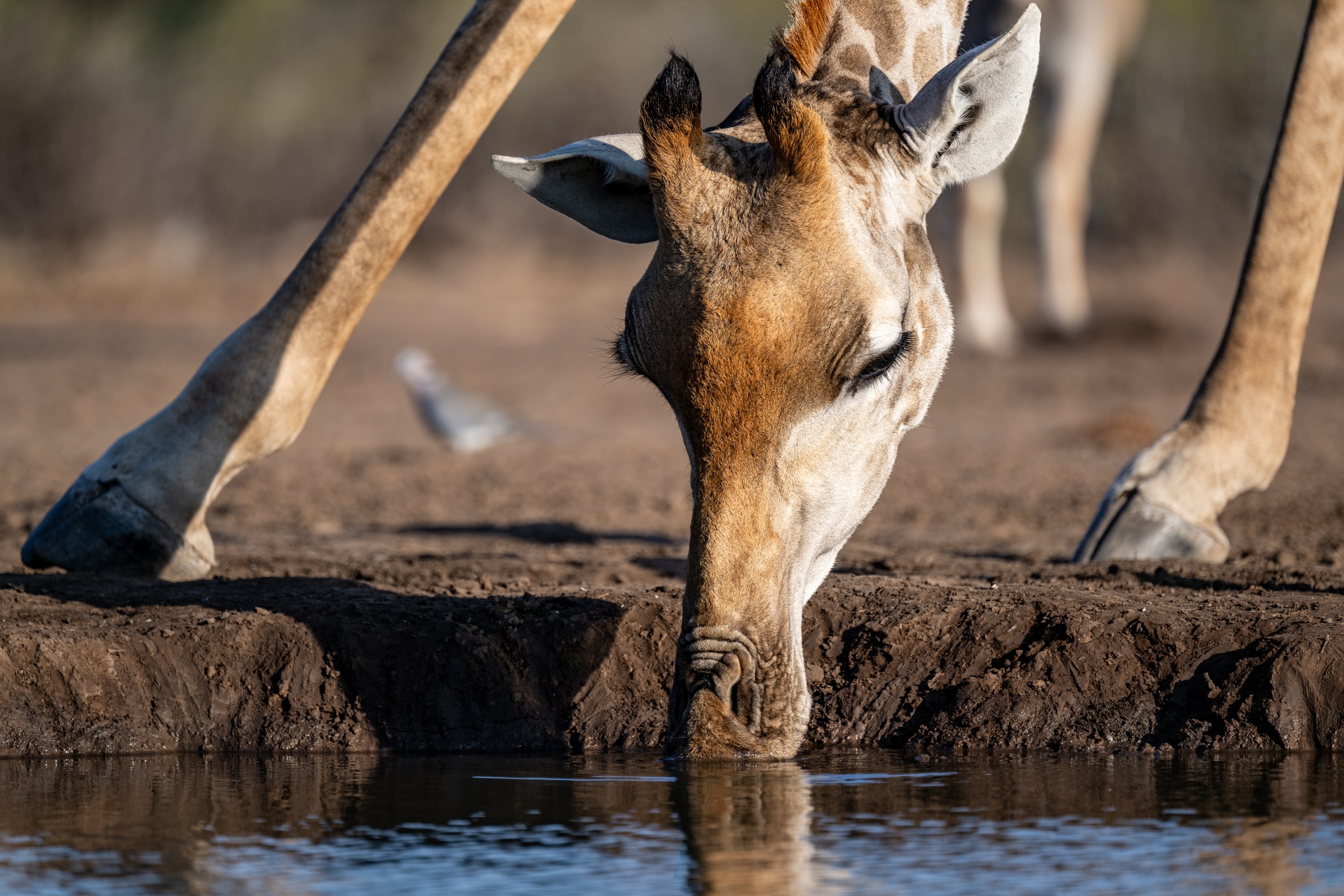 Mashatu Game Reserve, Botswana