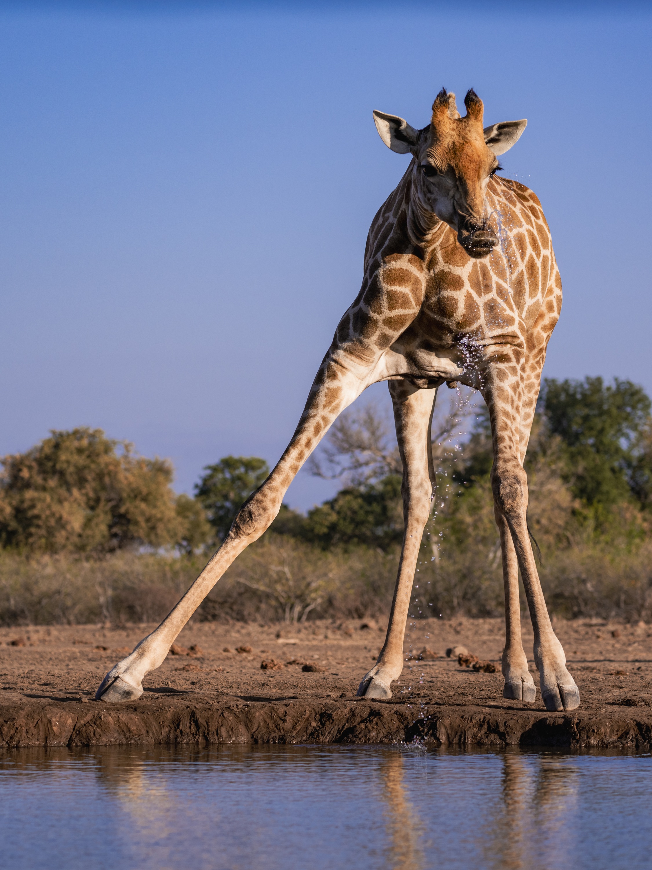Mashatu Game Reserve, Botswana
