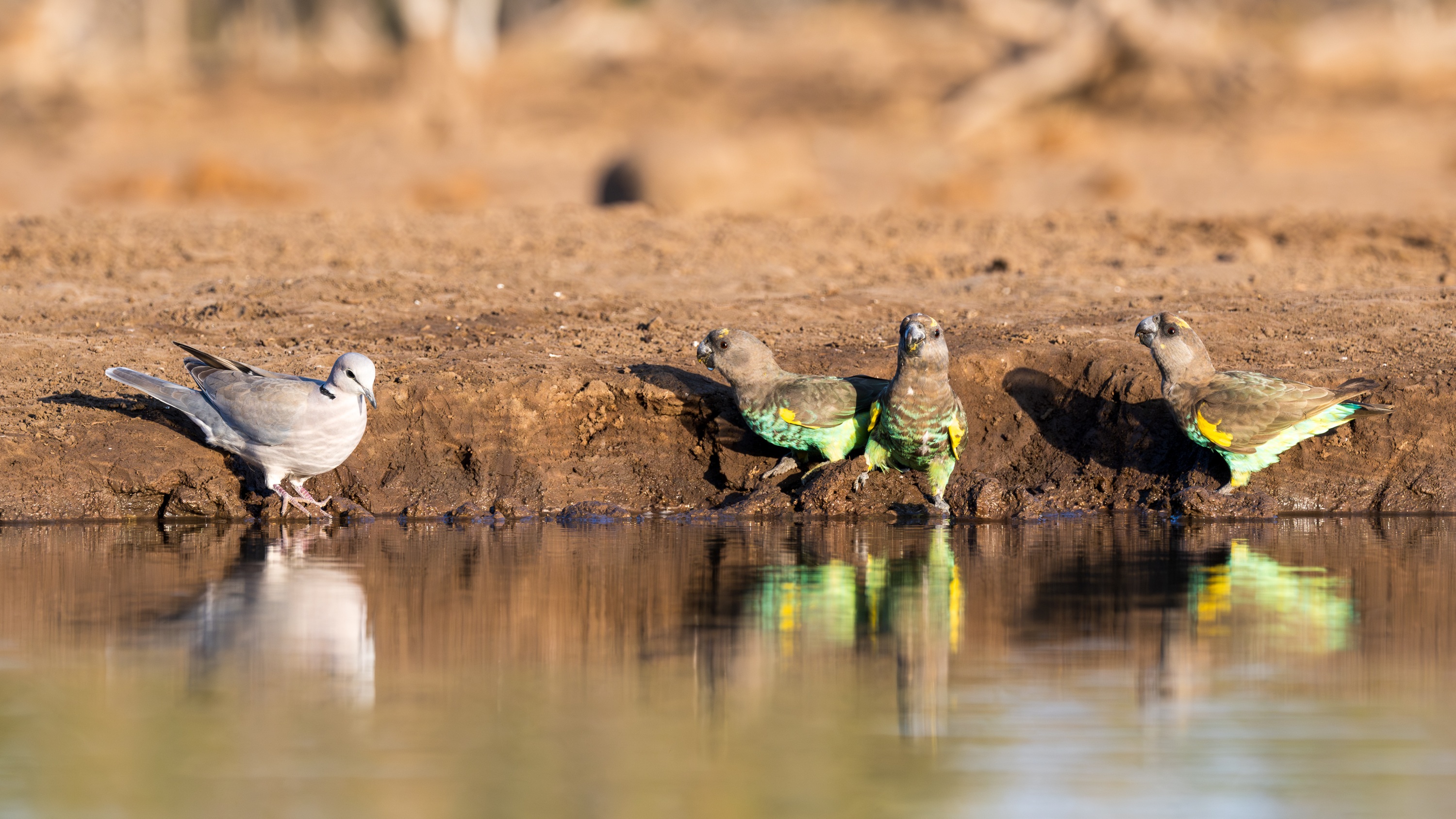 Mashatu Game Reserve, Botswana
