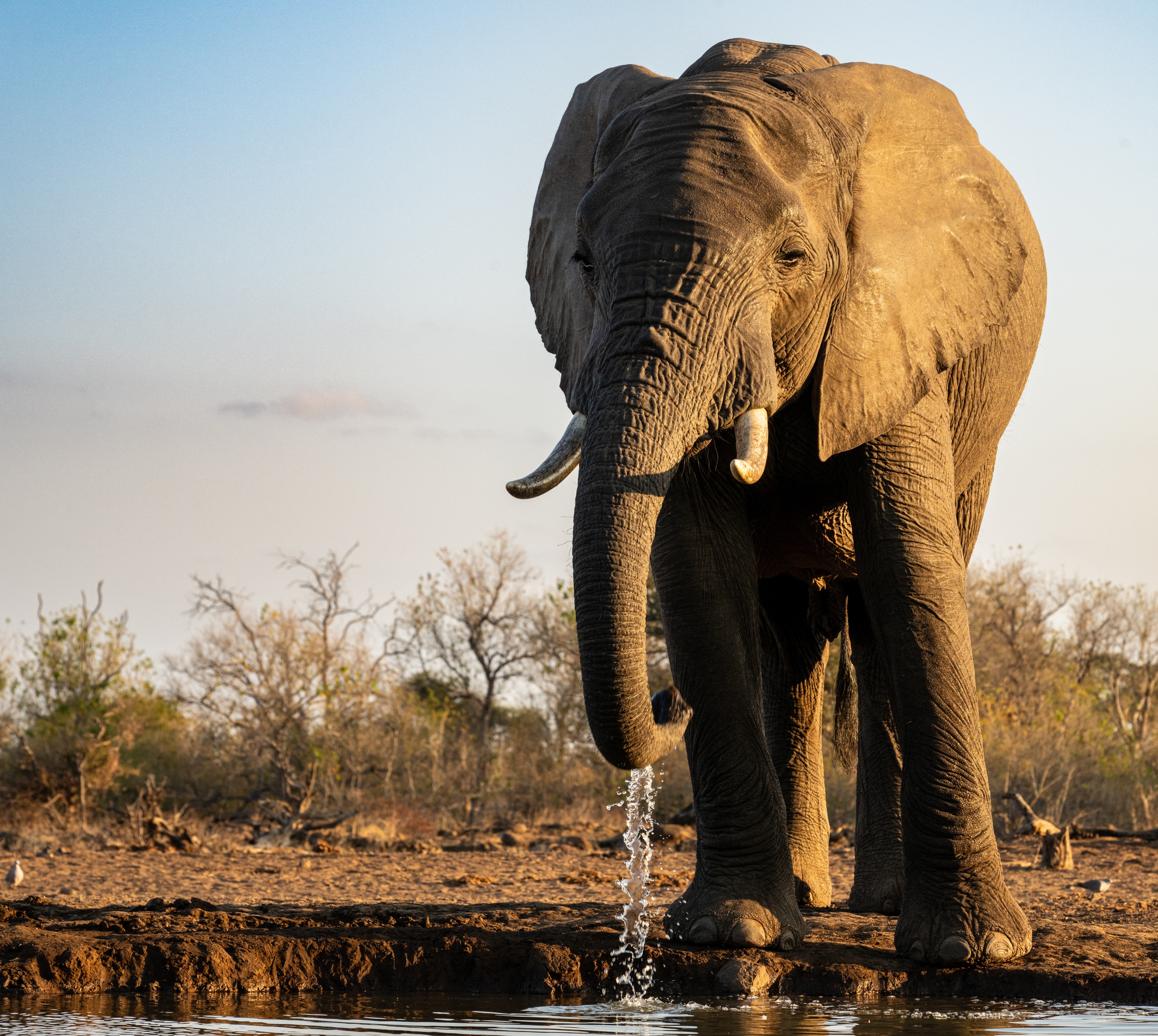 Mashatu Game Reserve, Botswana