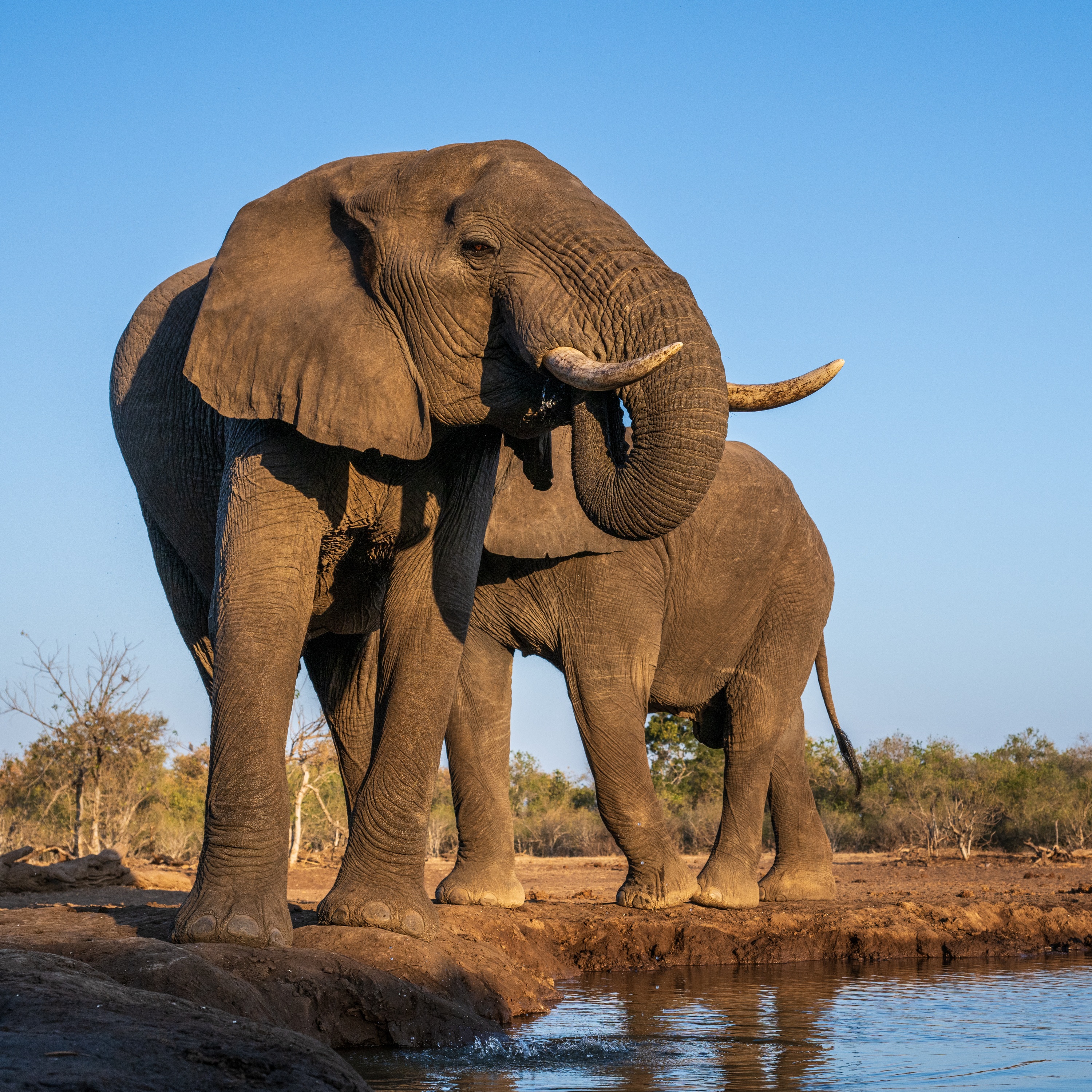 Mashatu Game Reserve, Botswana