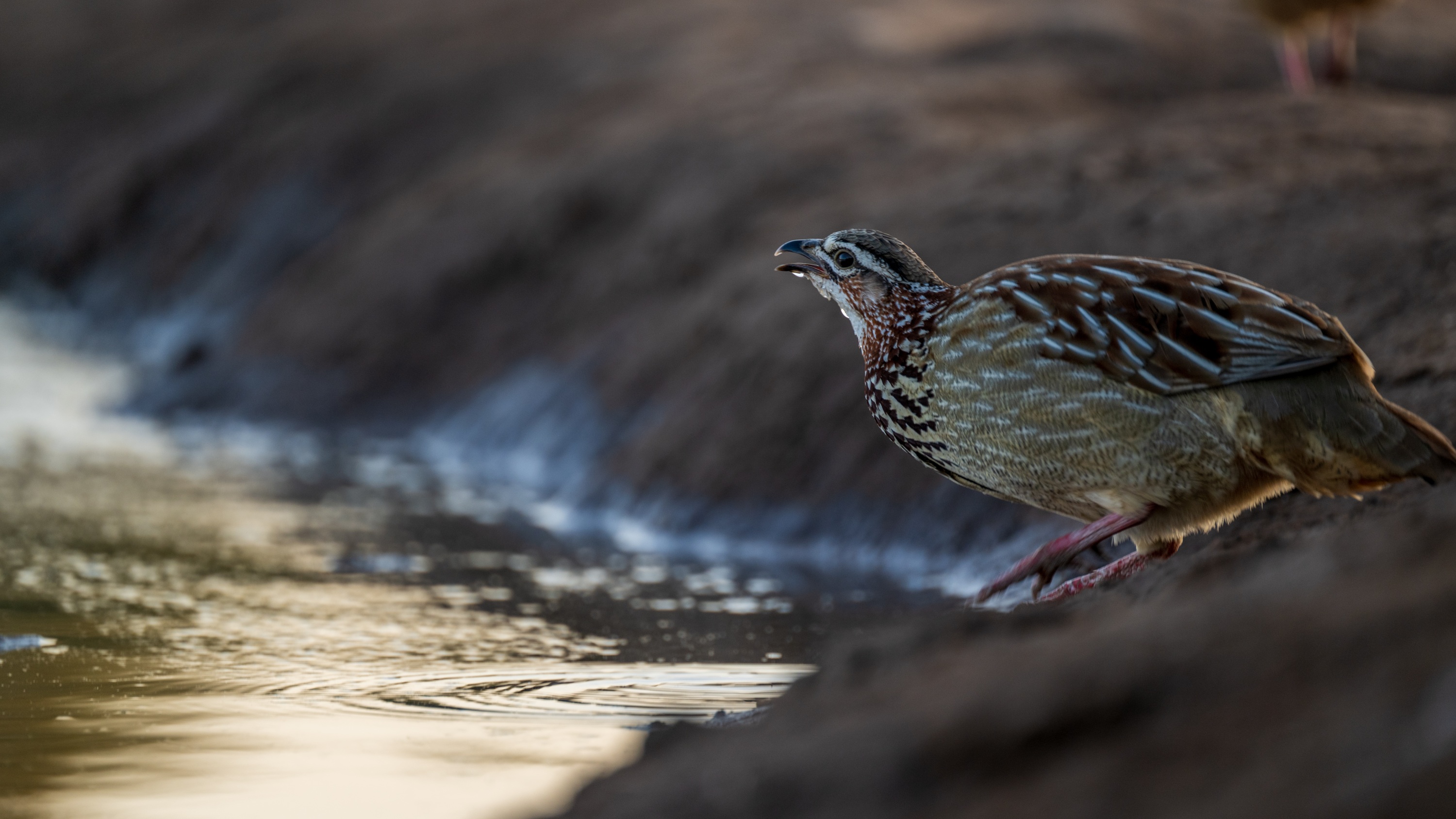 Mashatu Game Reserve, Botswana