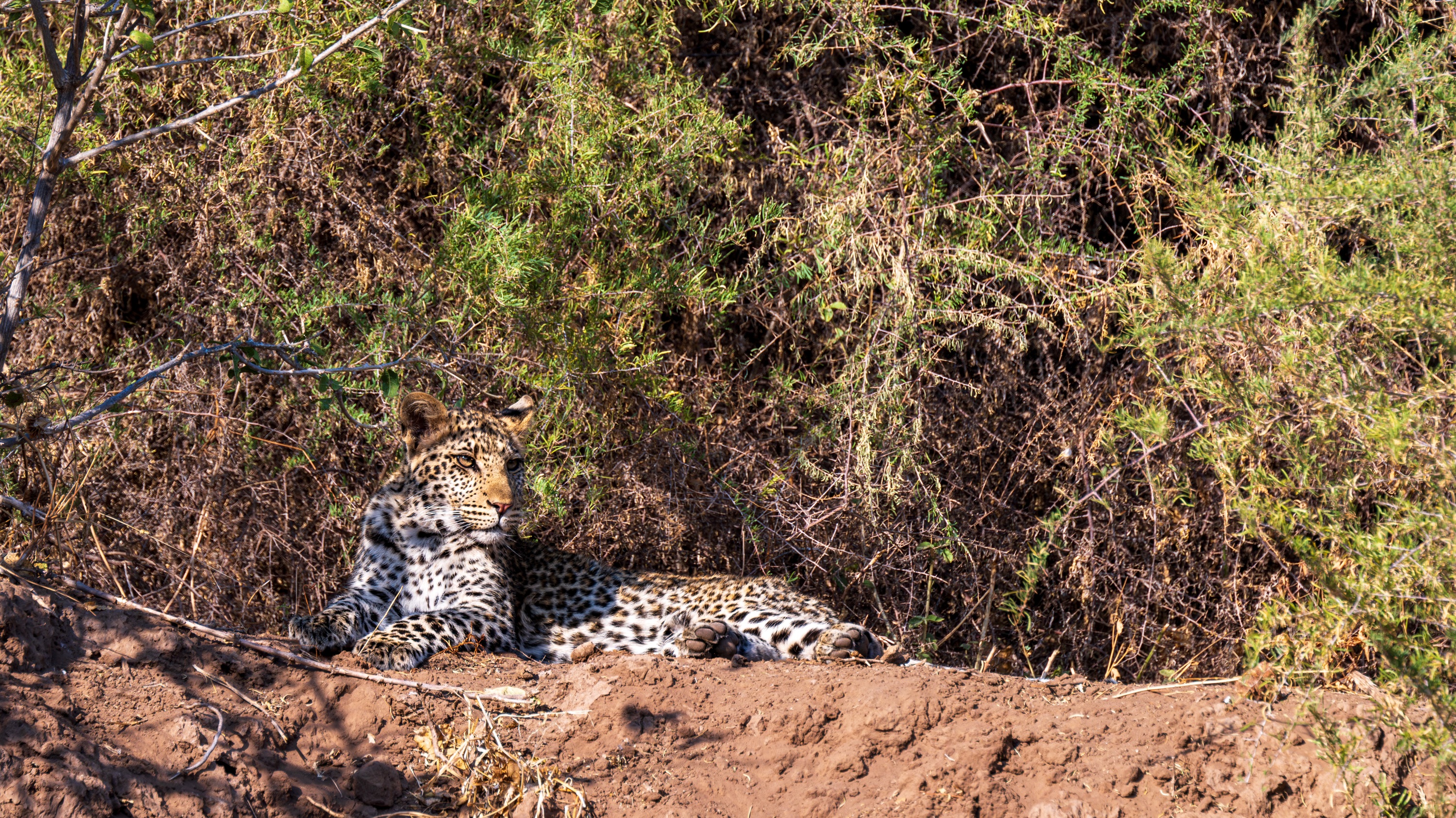 Mashatu Game Reserve, Botswana