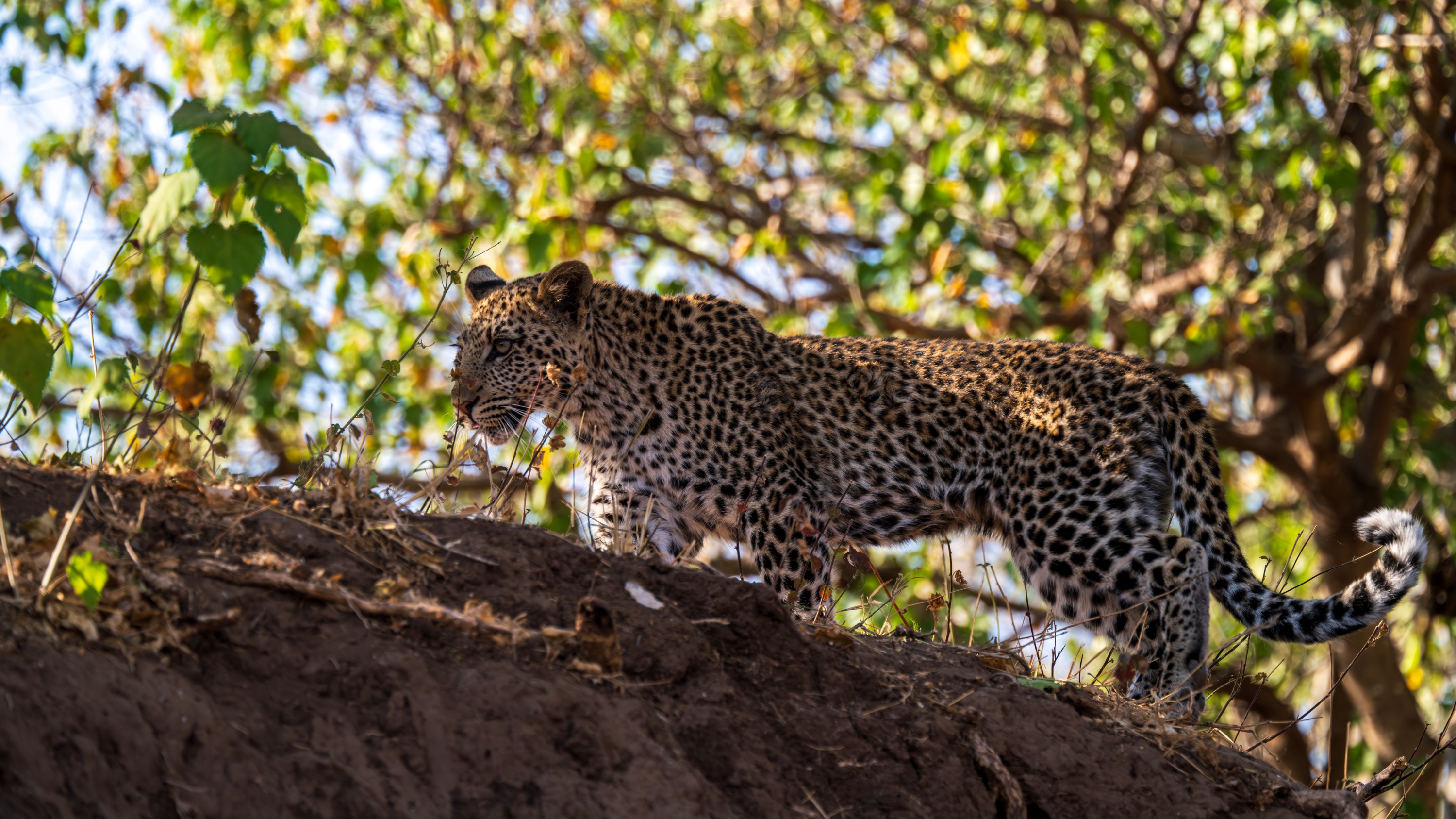 Mashatu Game Reserve, Botswana