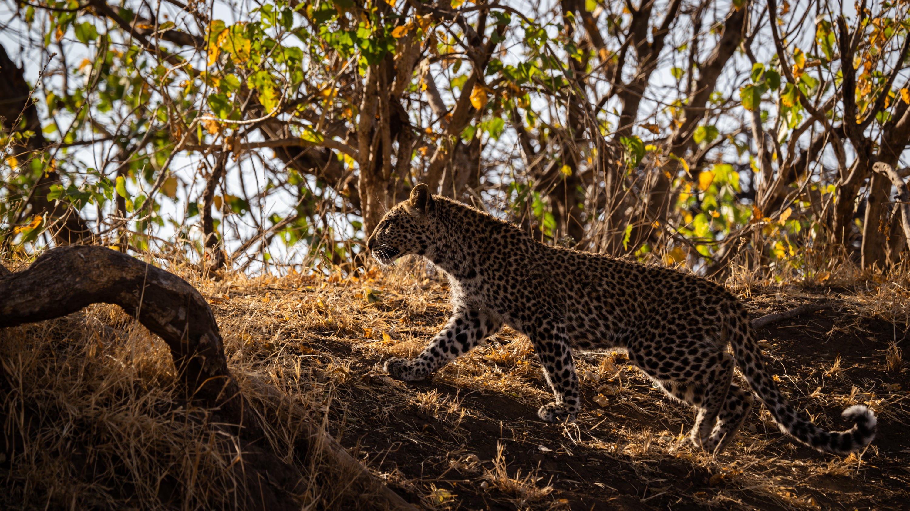 Mashatu Game Reserve, Botswana