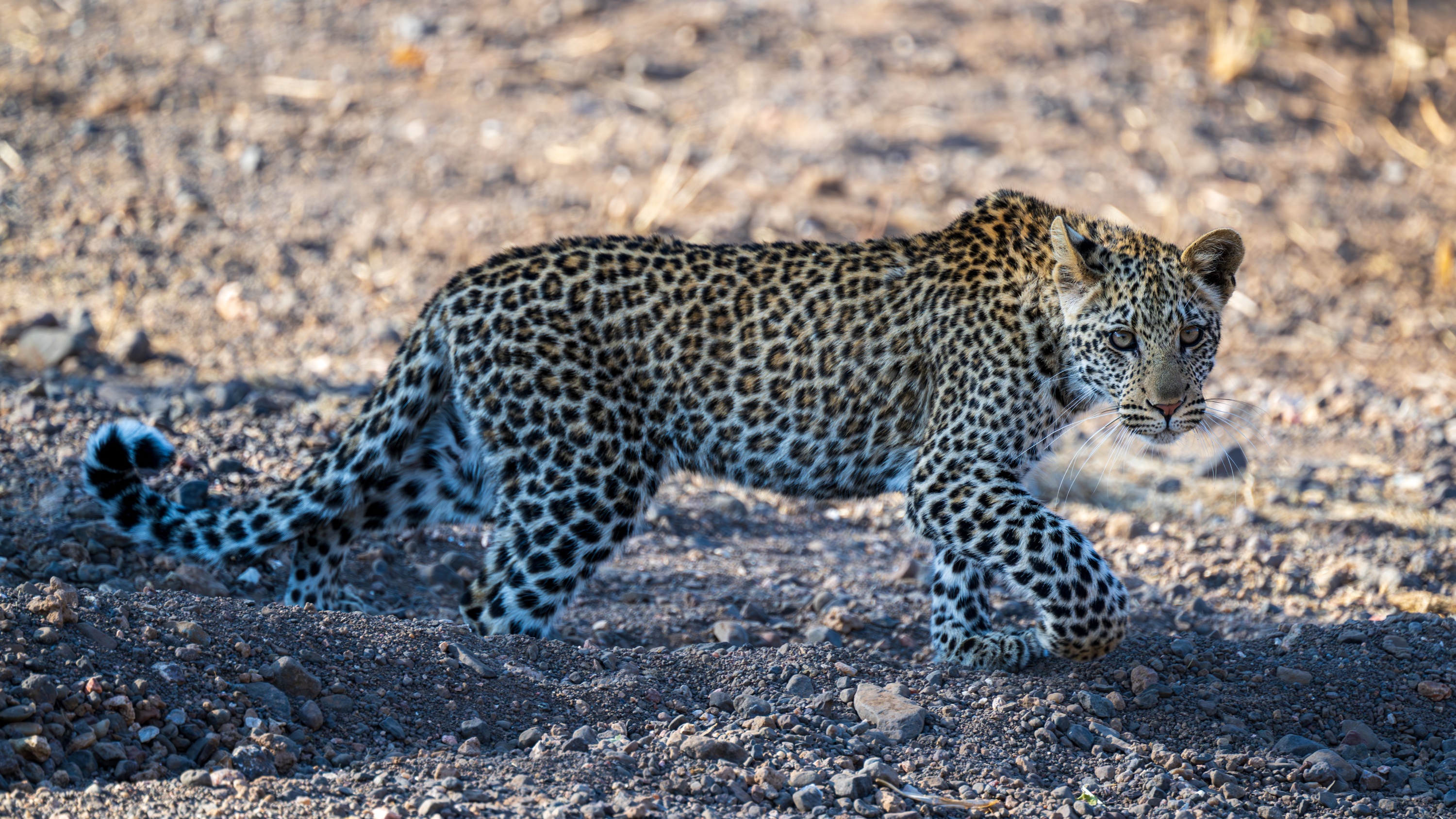 Mashatu Game Reserve, Botswana