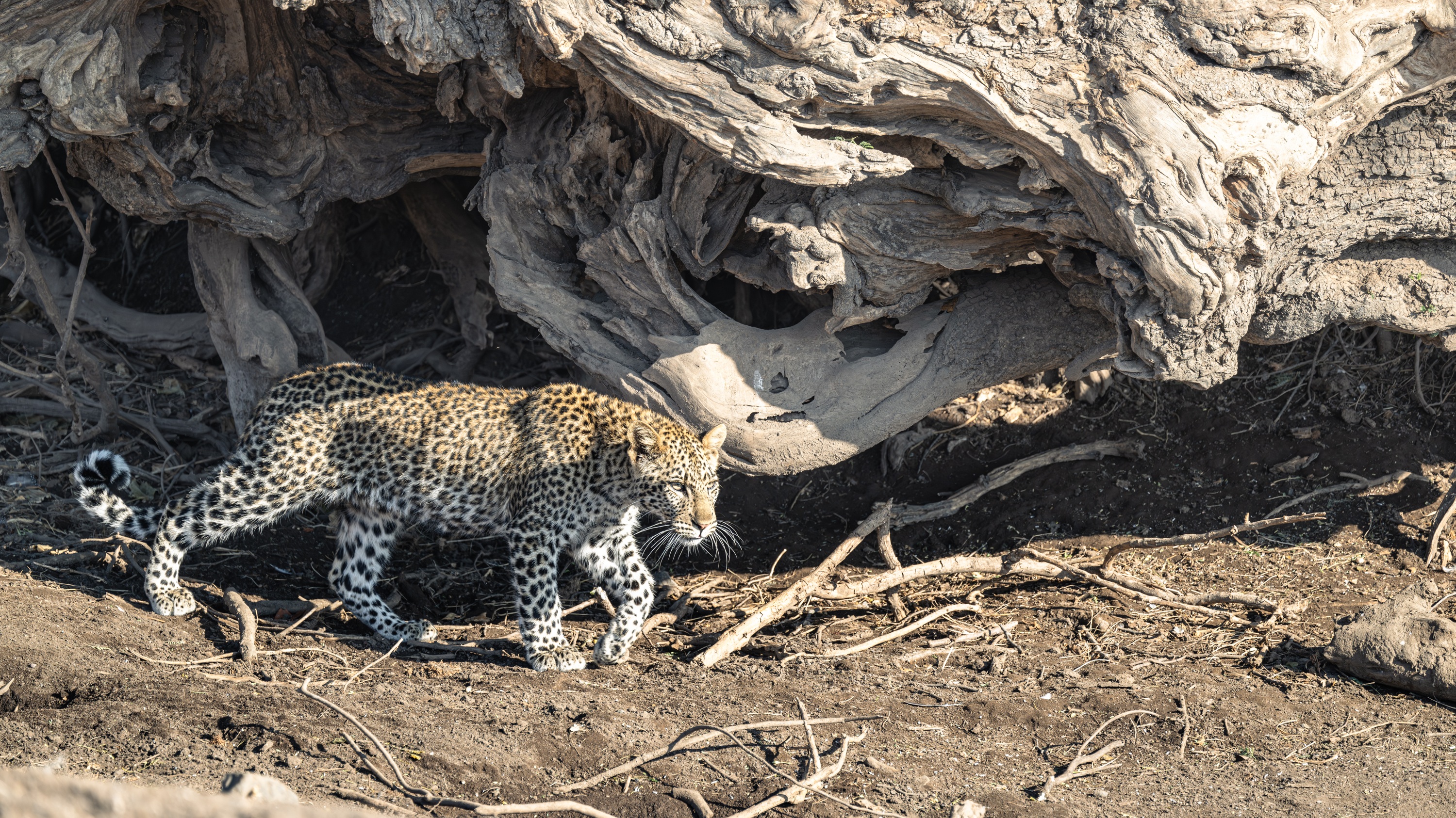 Mashatu Game Reserve, Botswana