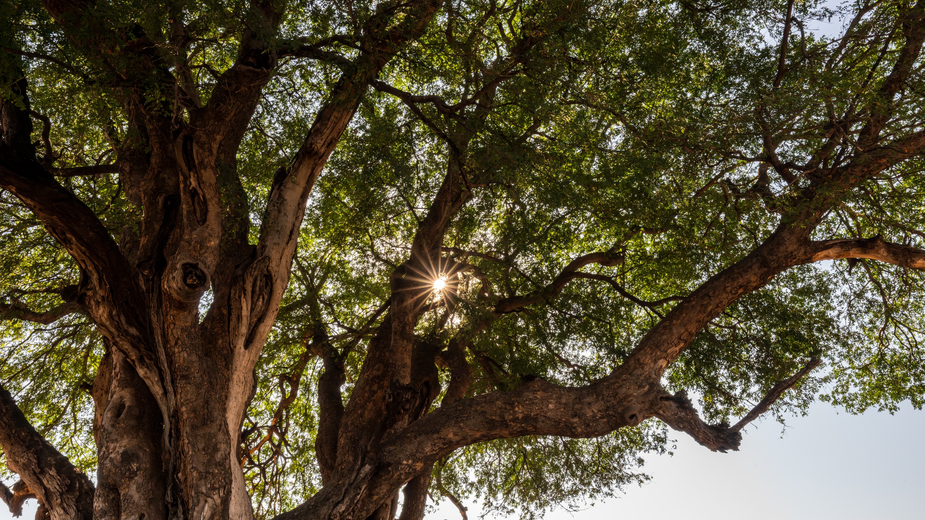 Mashatu Game Reserve, Botswana