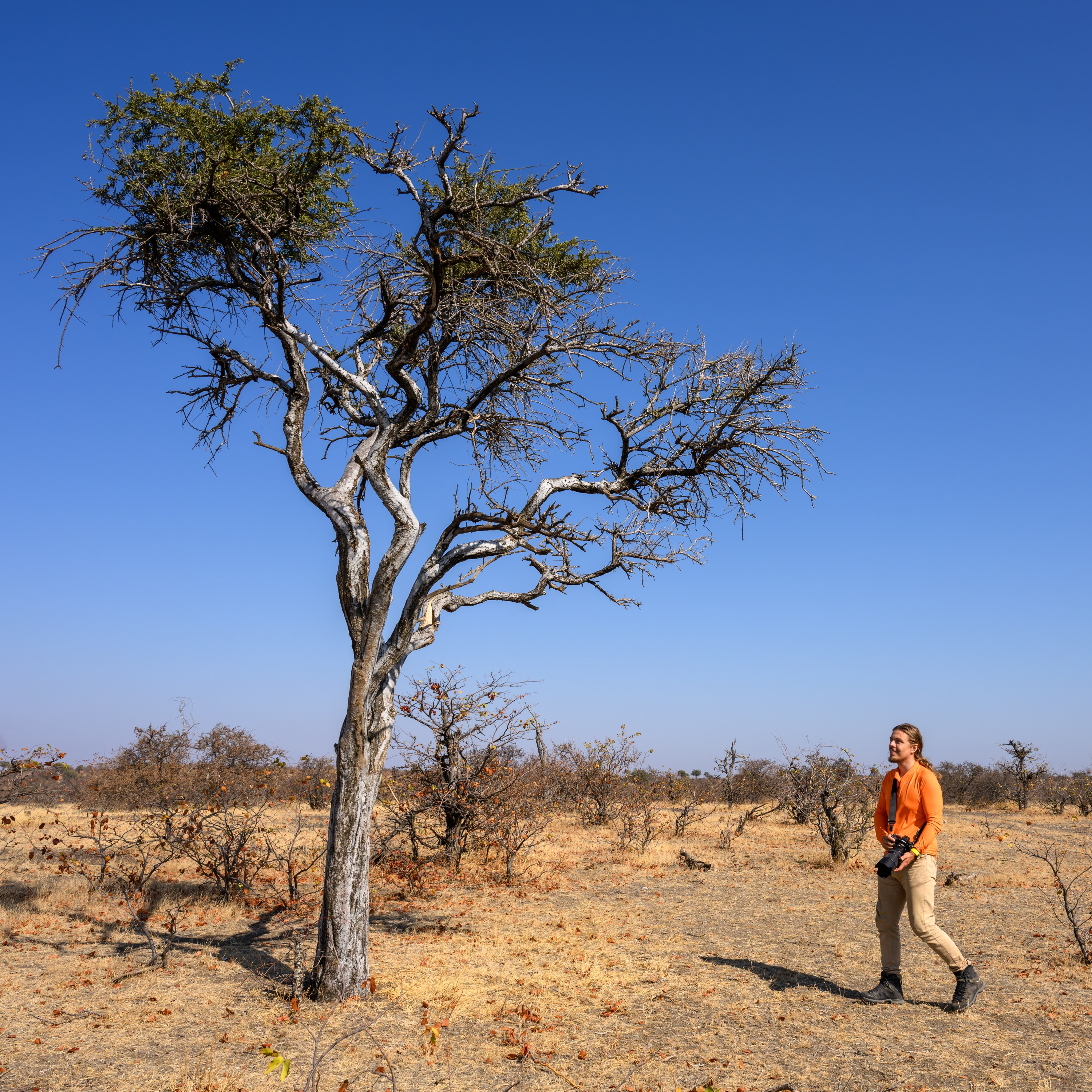 Mashatu Game Reserve, Botswana