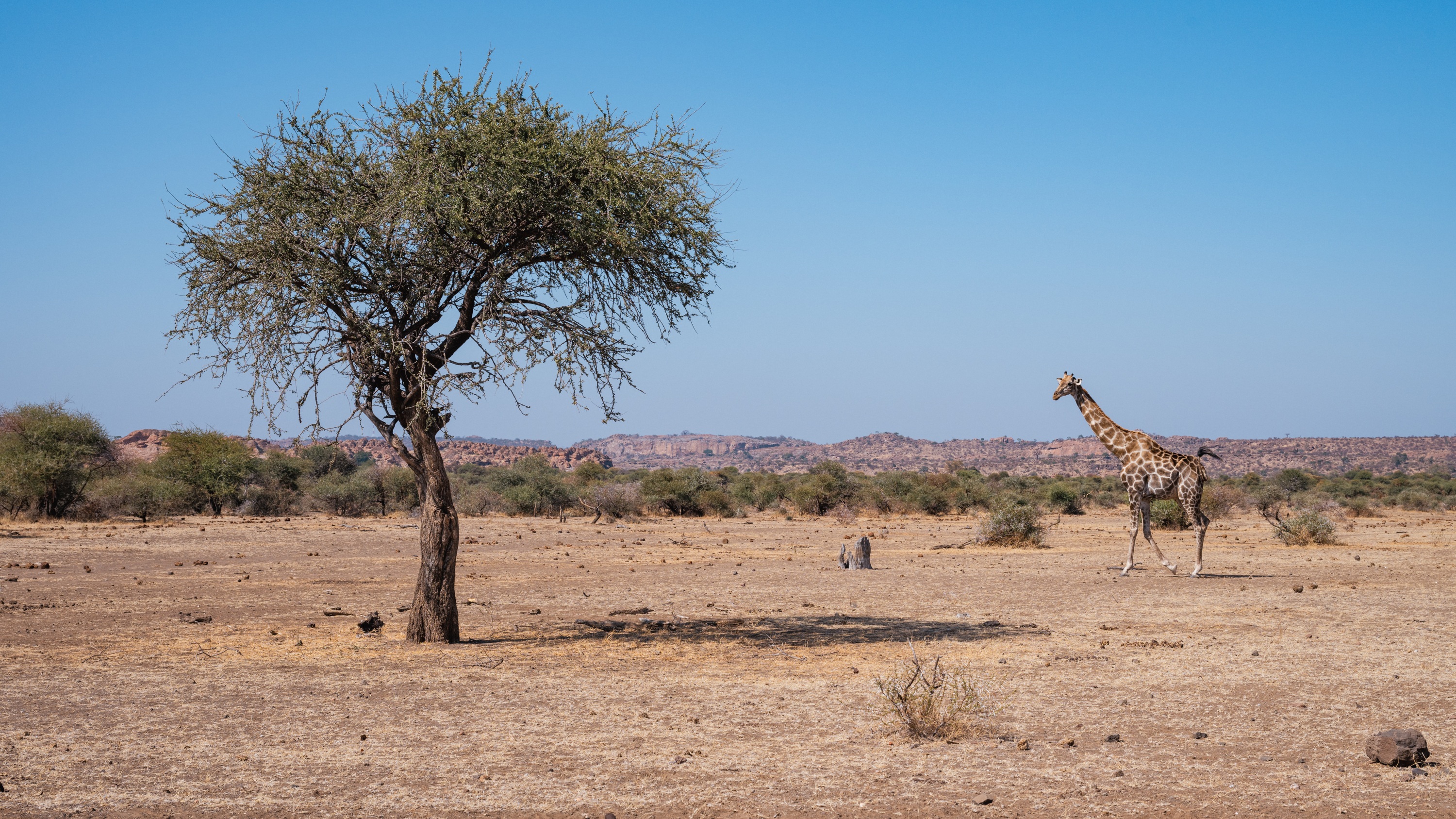 Mashatu Game Reserve, Botswana