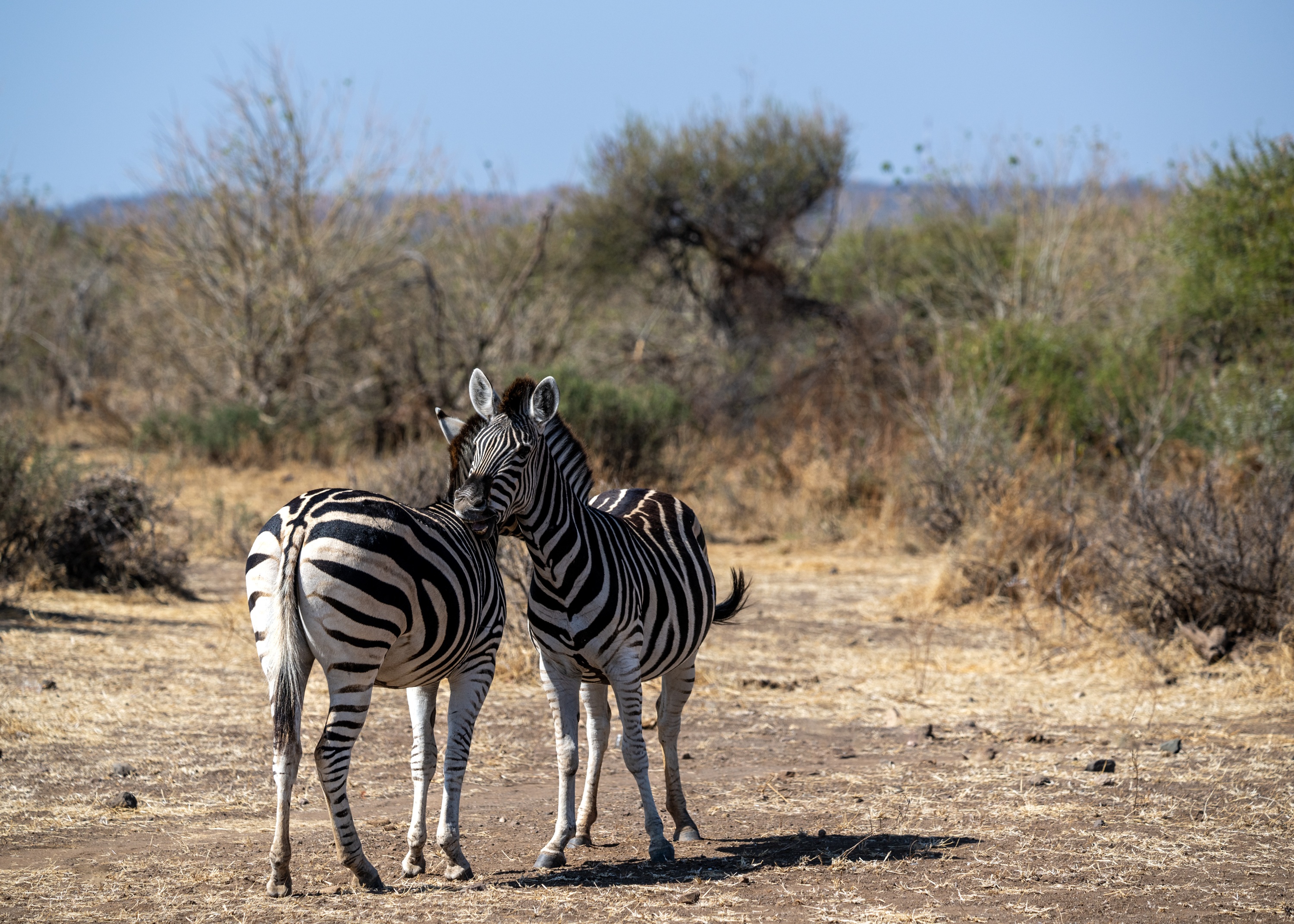 Mashatu Game Reserve, Botswana