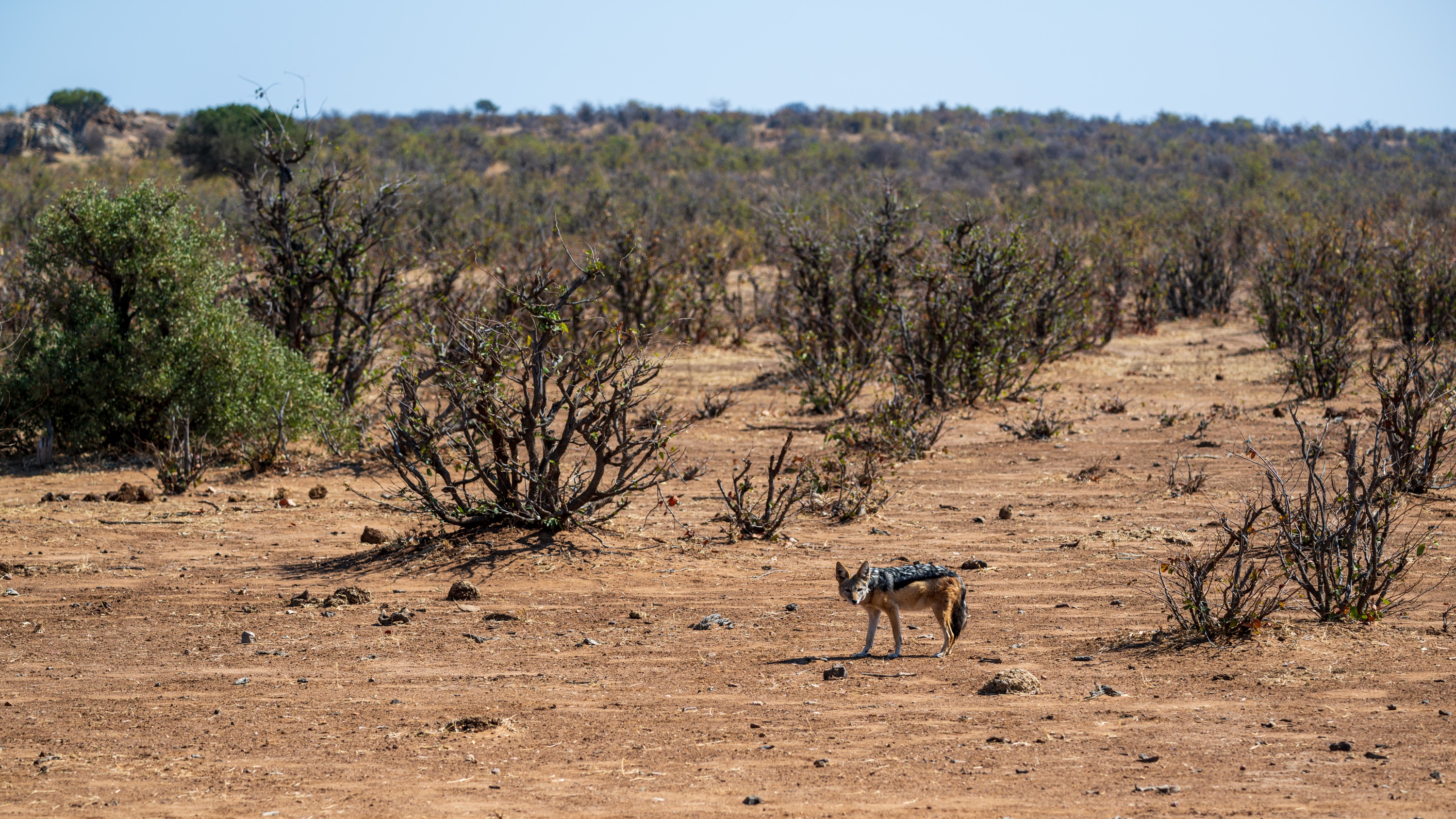 Mashatu Game Reserve, Botswana