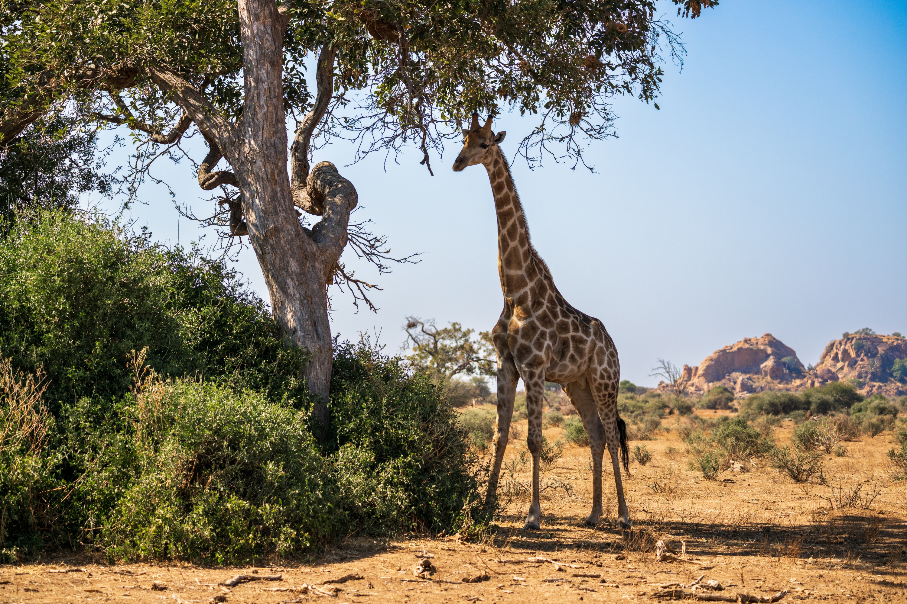 Mashatu Game Reserve, Botswana