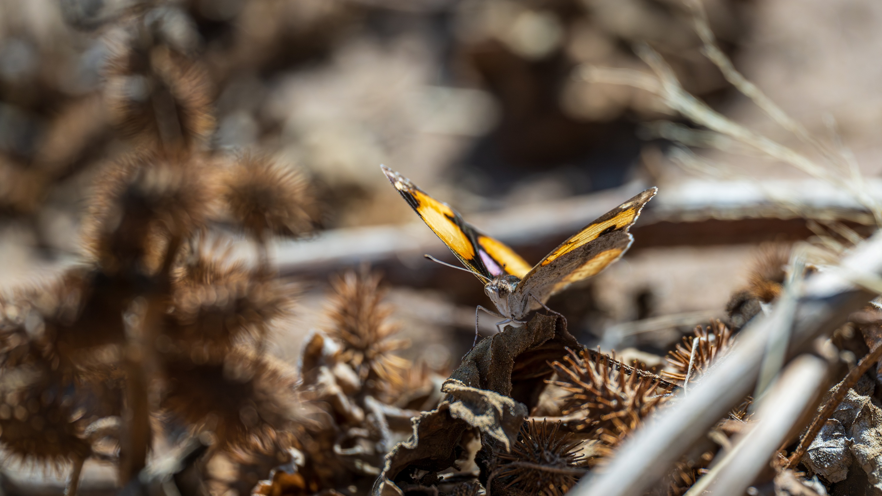 Mashatu Game Reserve, Botswana