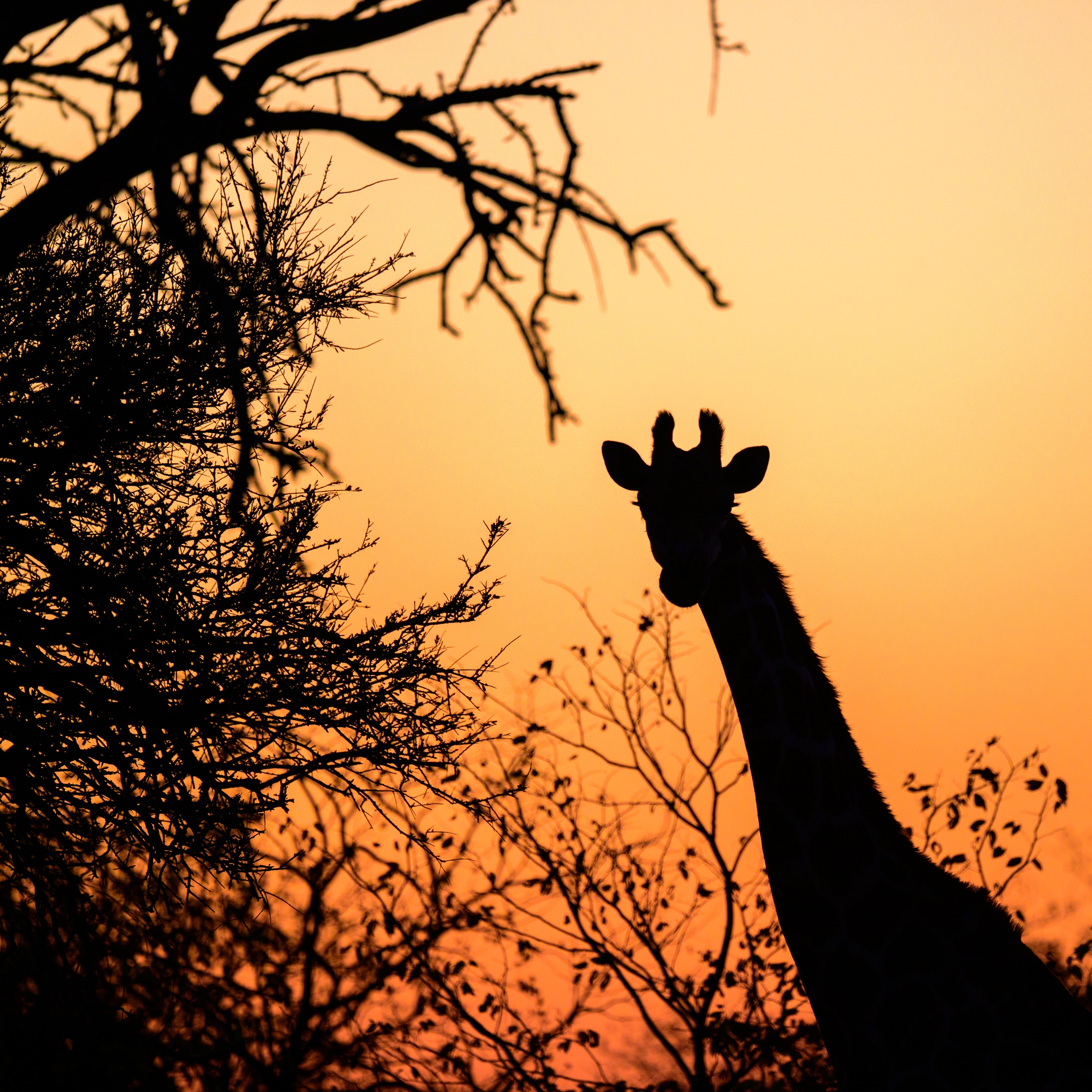 Mashatu Game Reserve, Botswana