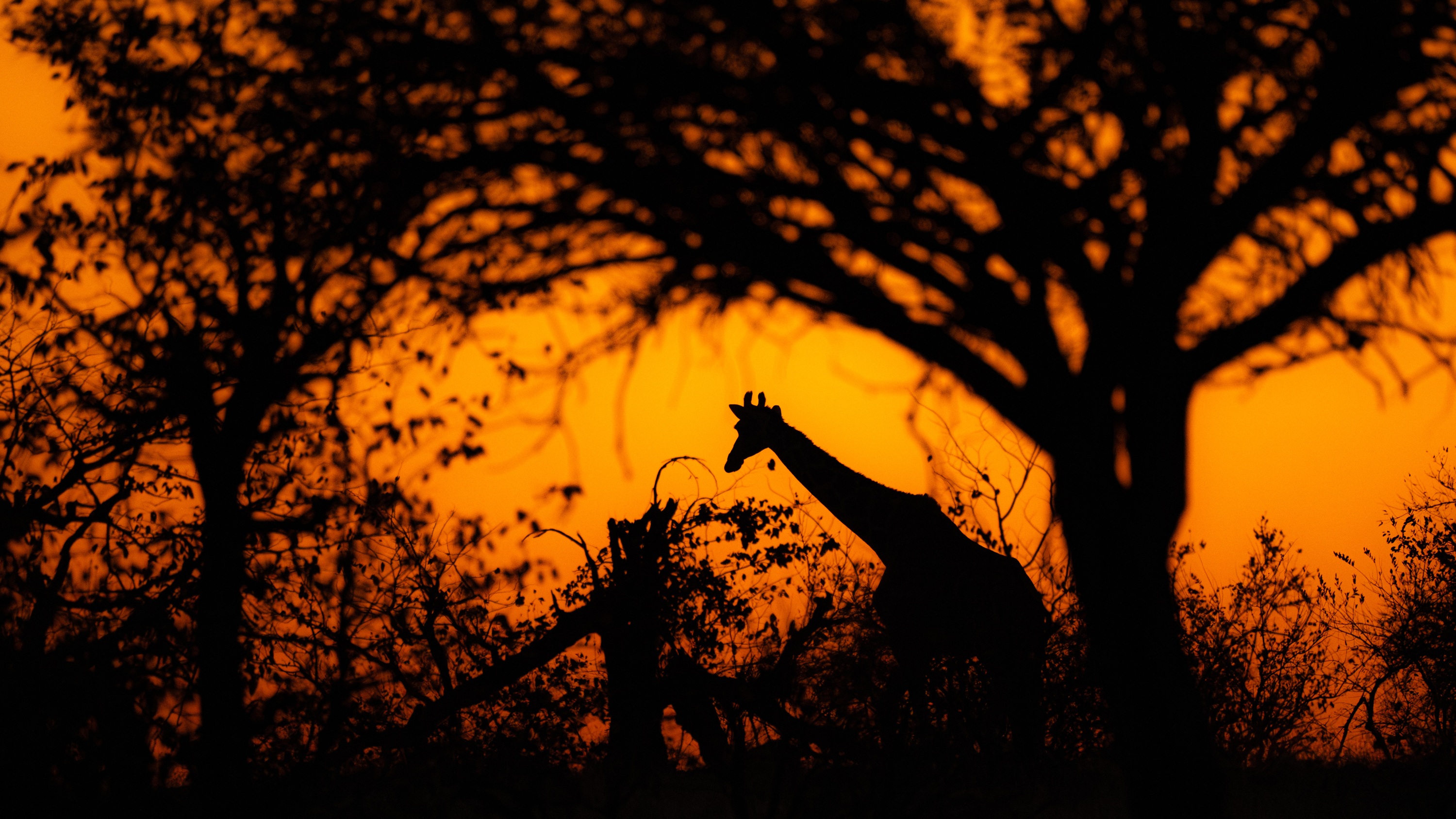 Mashatu Game Reserve, Botswana