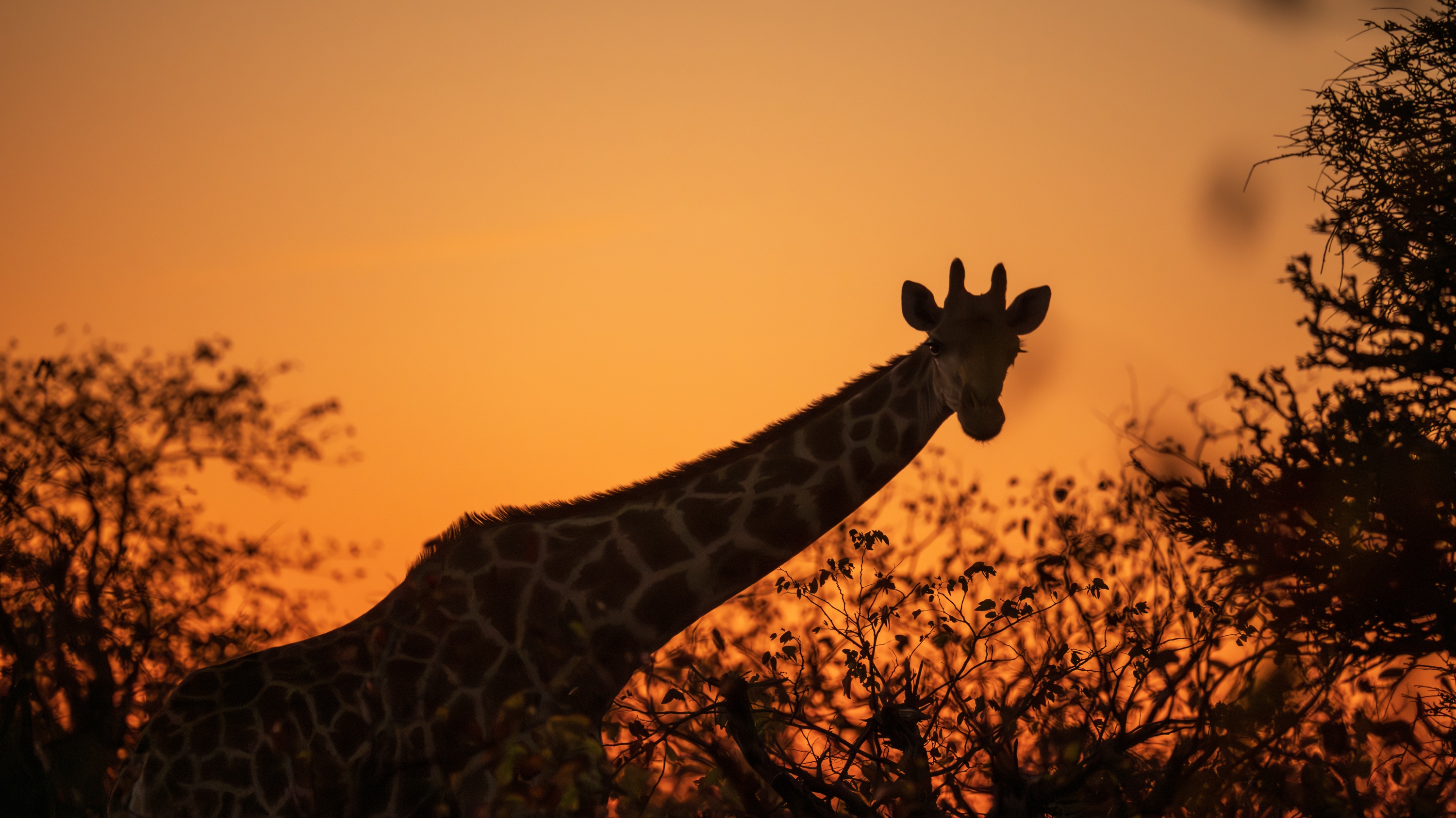 Mashatu Game Reserve, Botswana