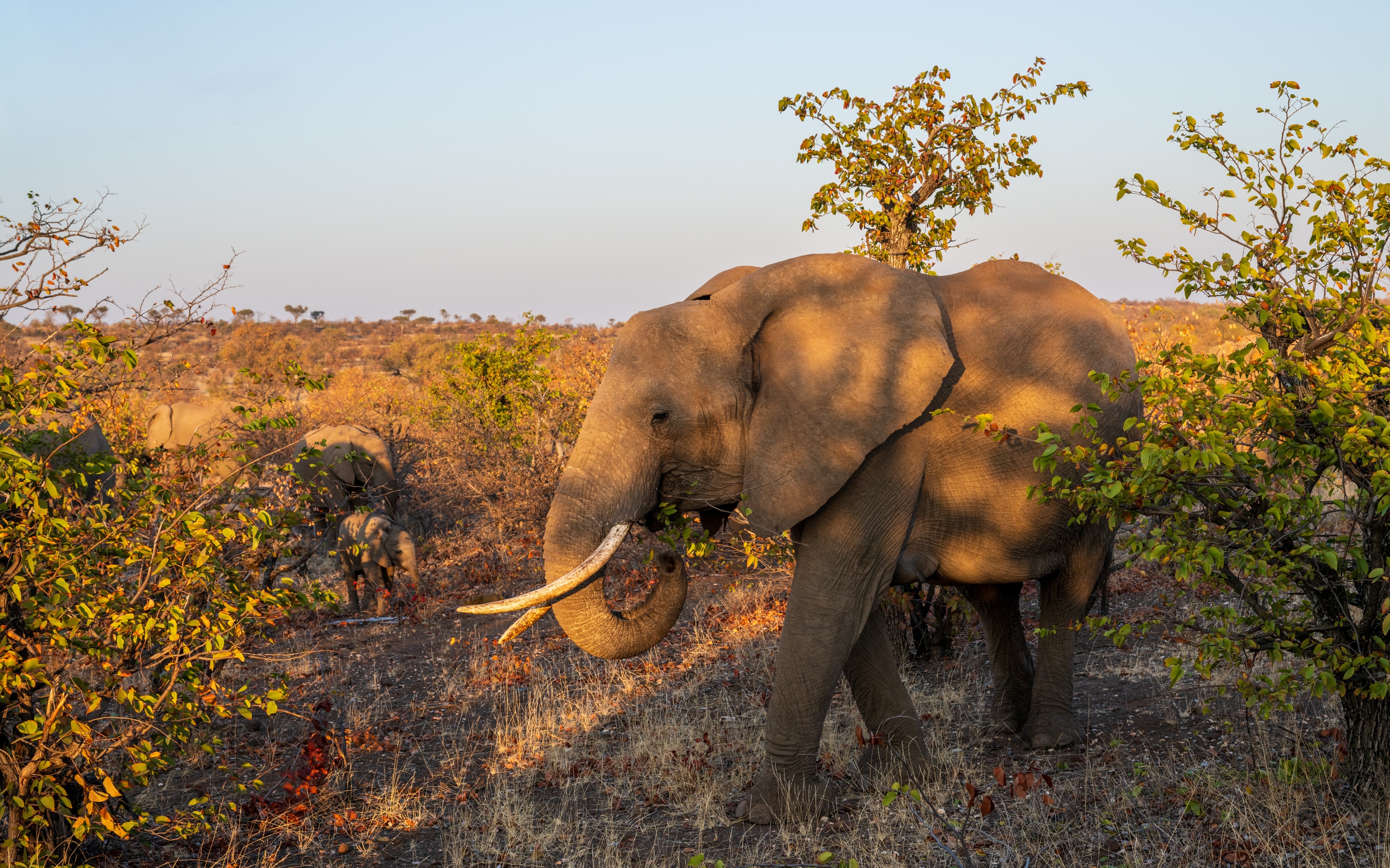 Mashatu Game Reserve, Botswana