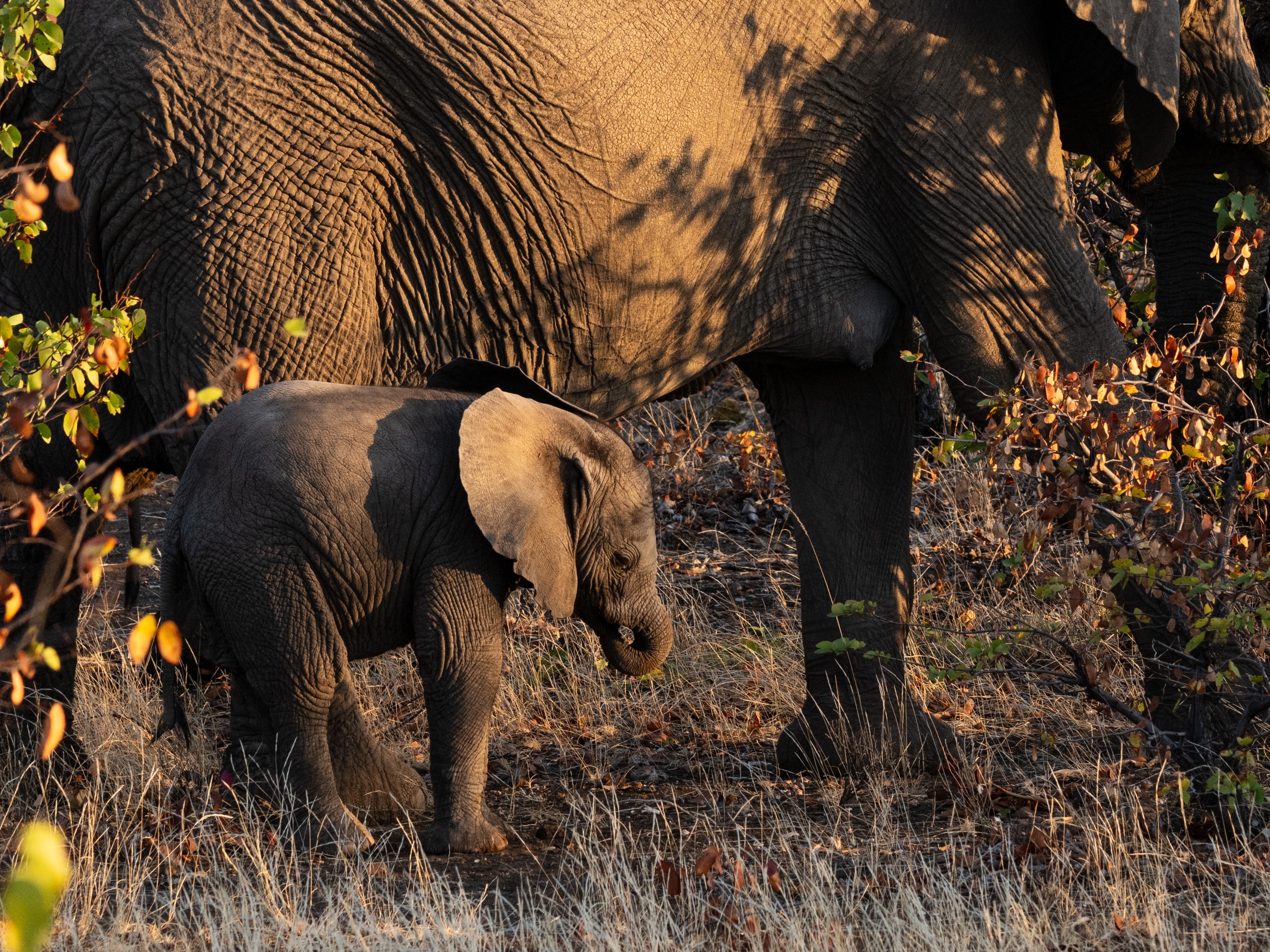 Mashatu Game Reserve, Botswana