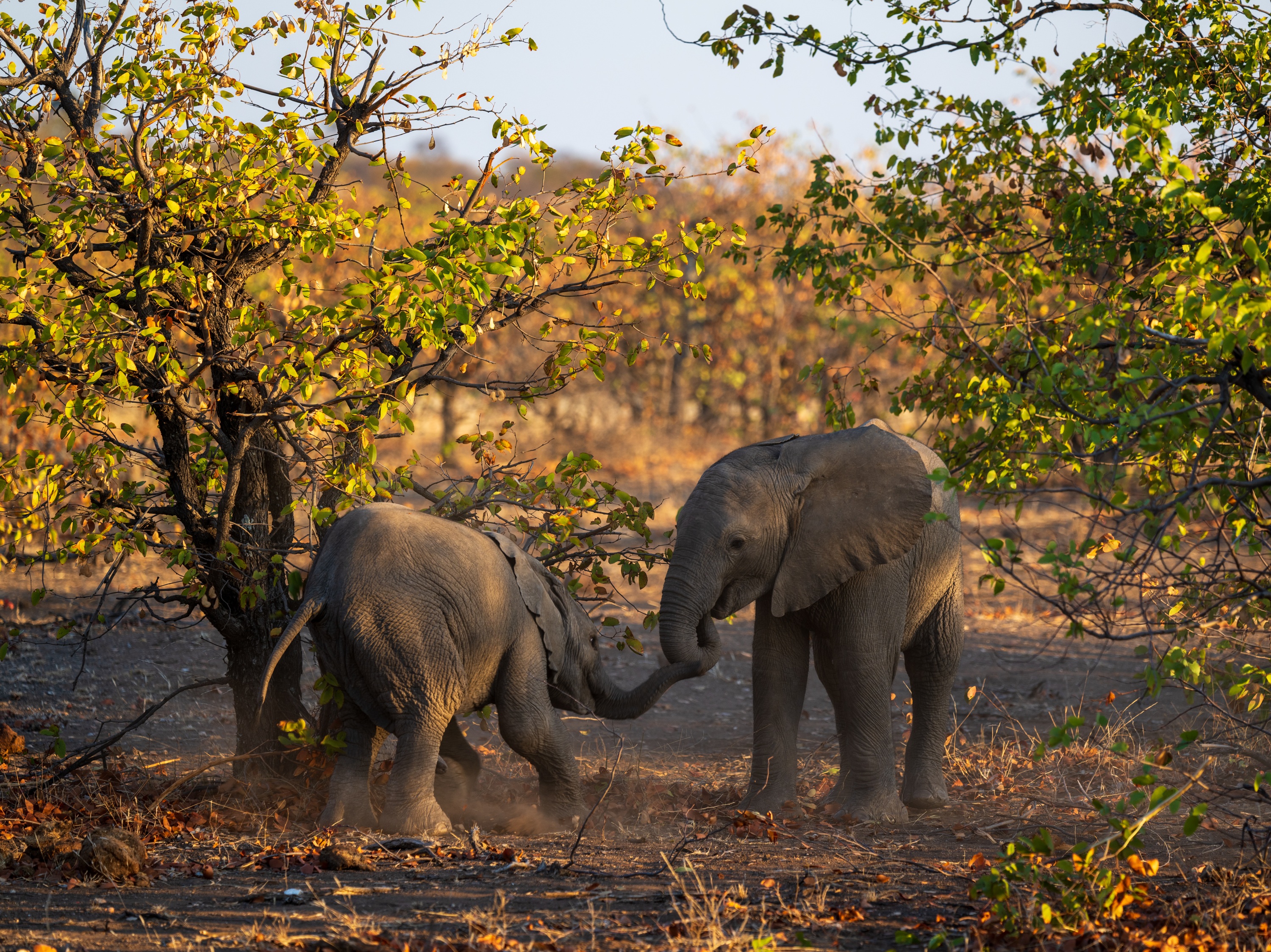 Mashatu Game Reserve, Botswana