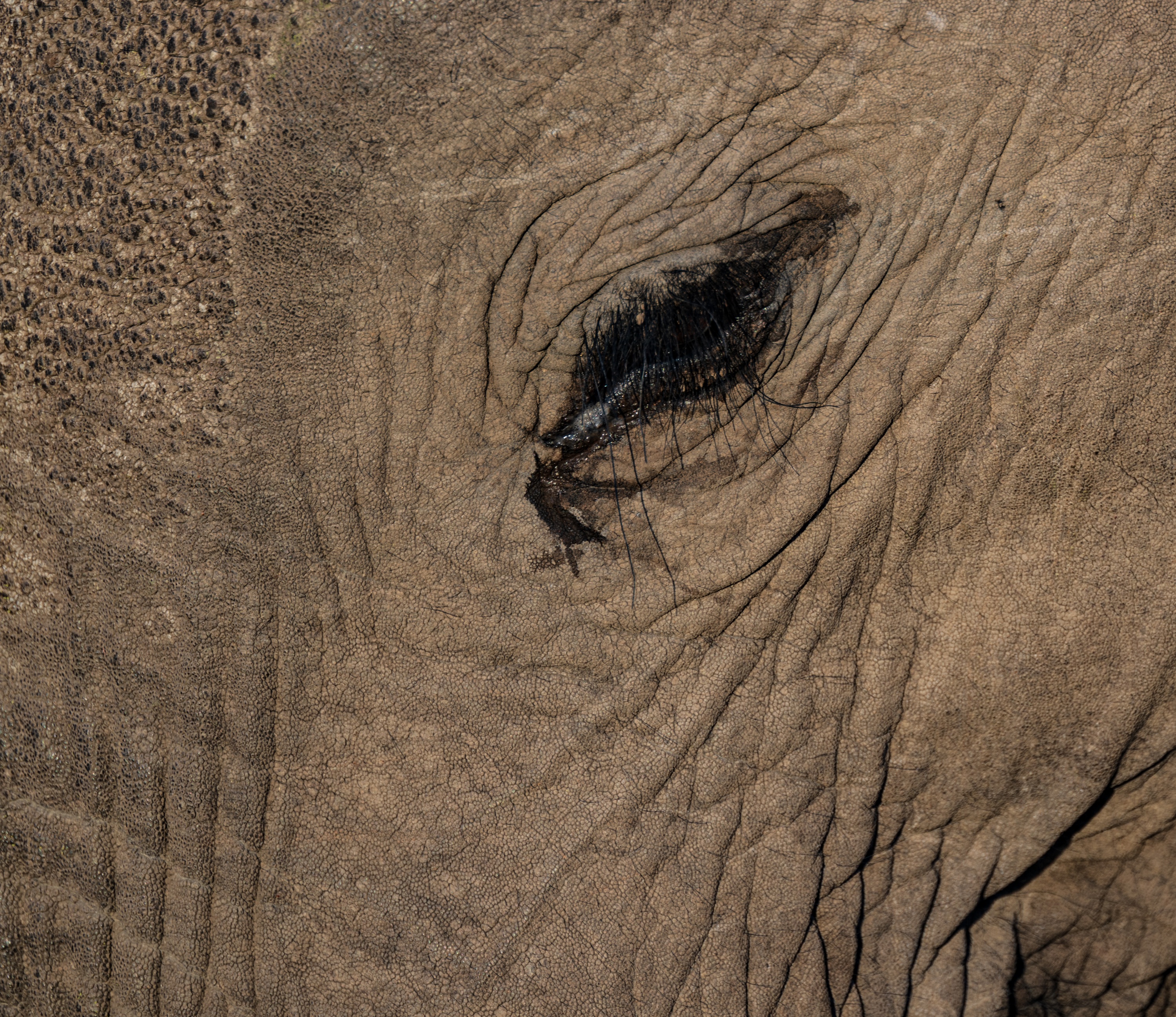 Mashatu Game Reserve, Botswana