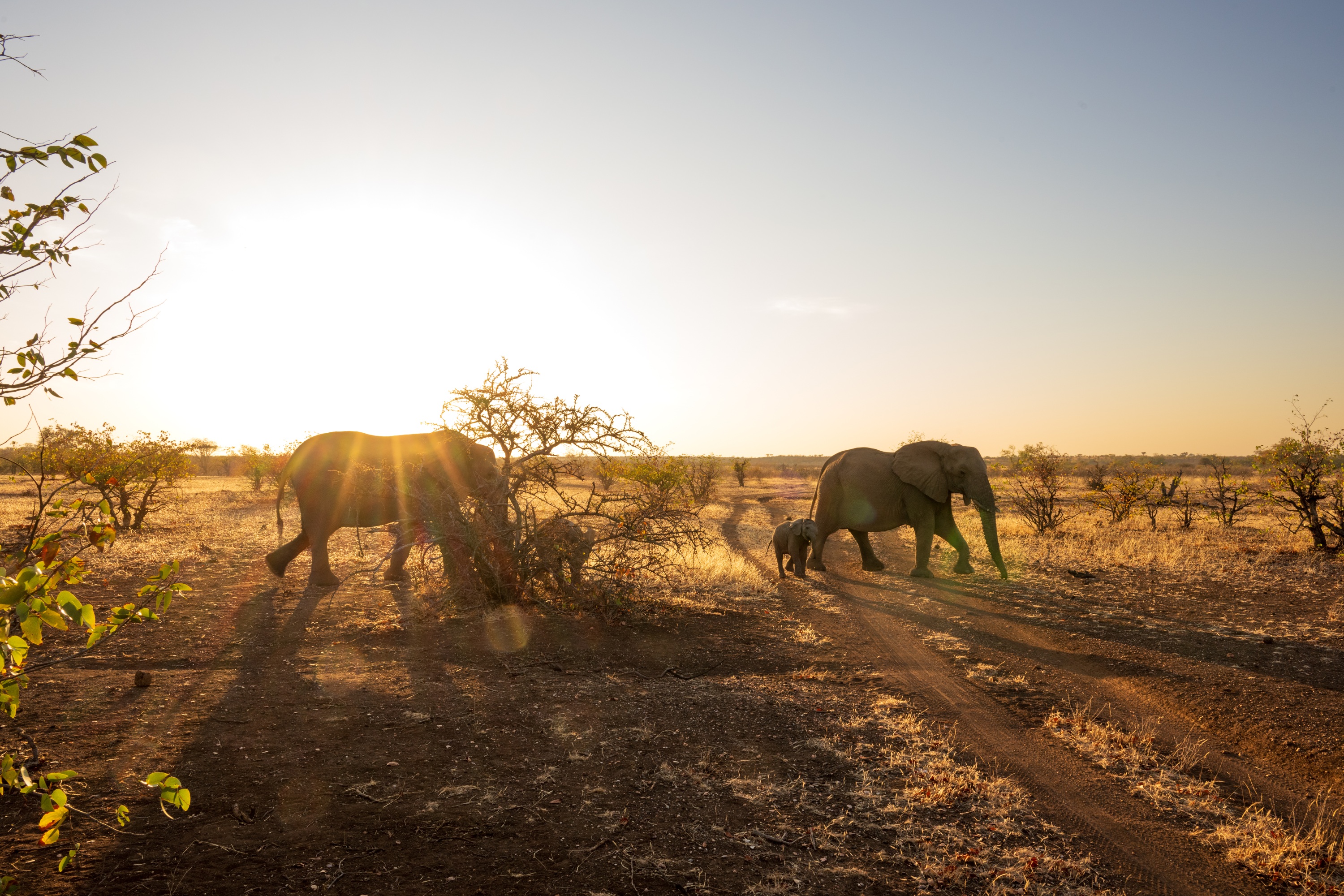 Mashatu Game Reserve, Botswana