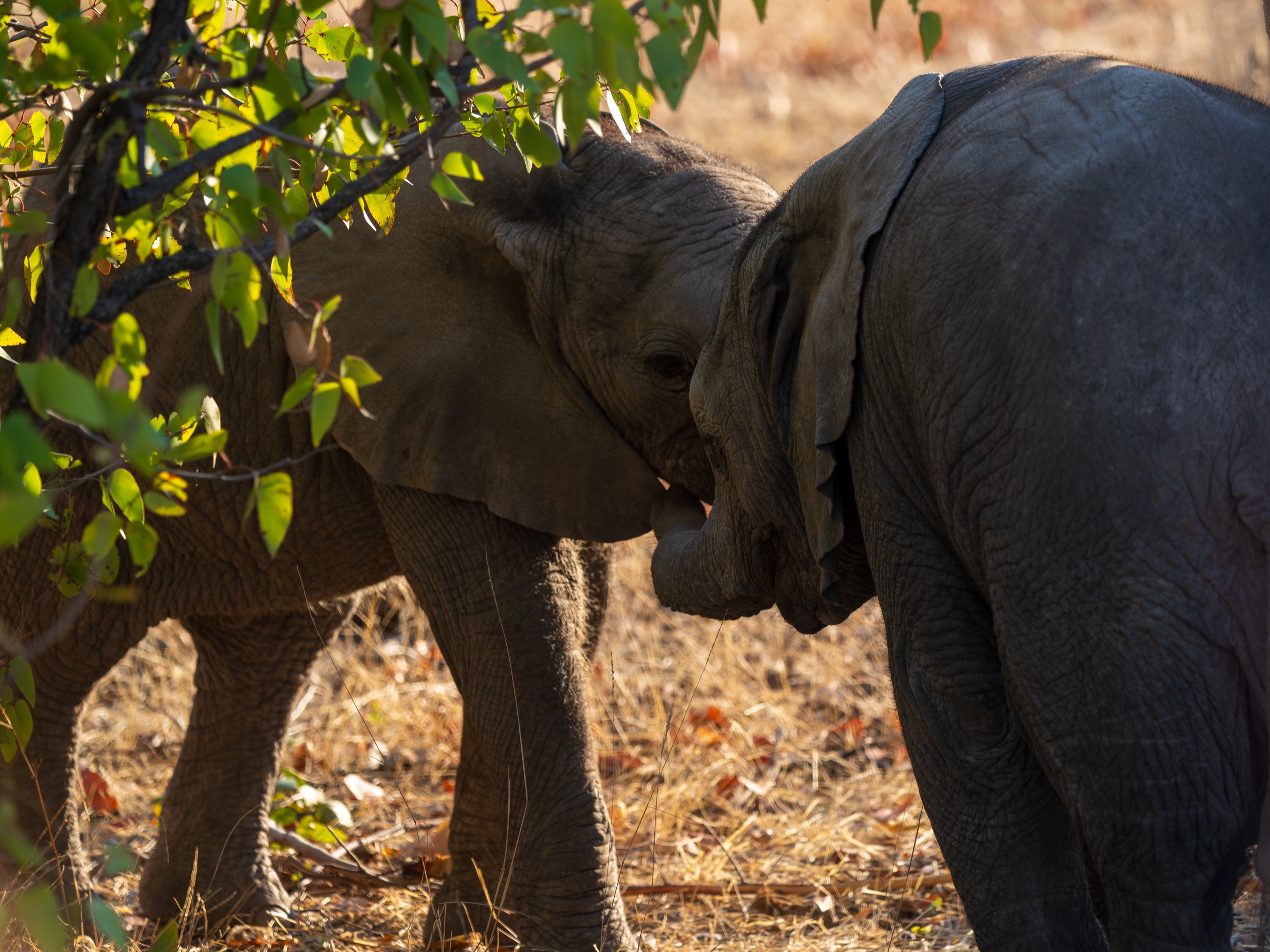 Mashatu Game Reserve, Botswana