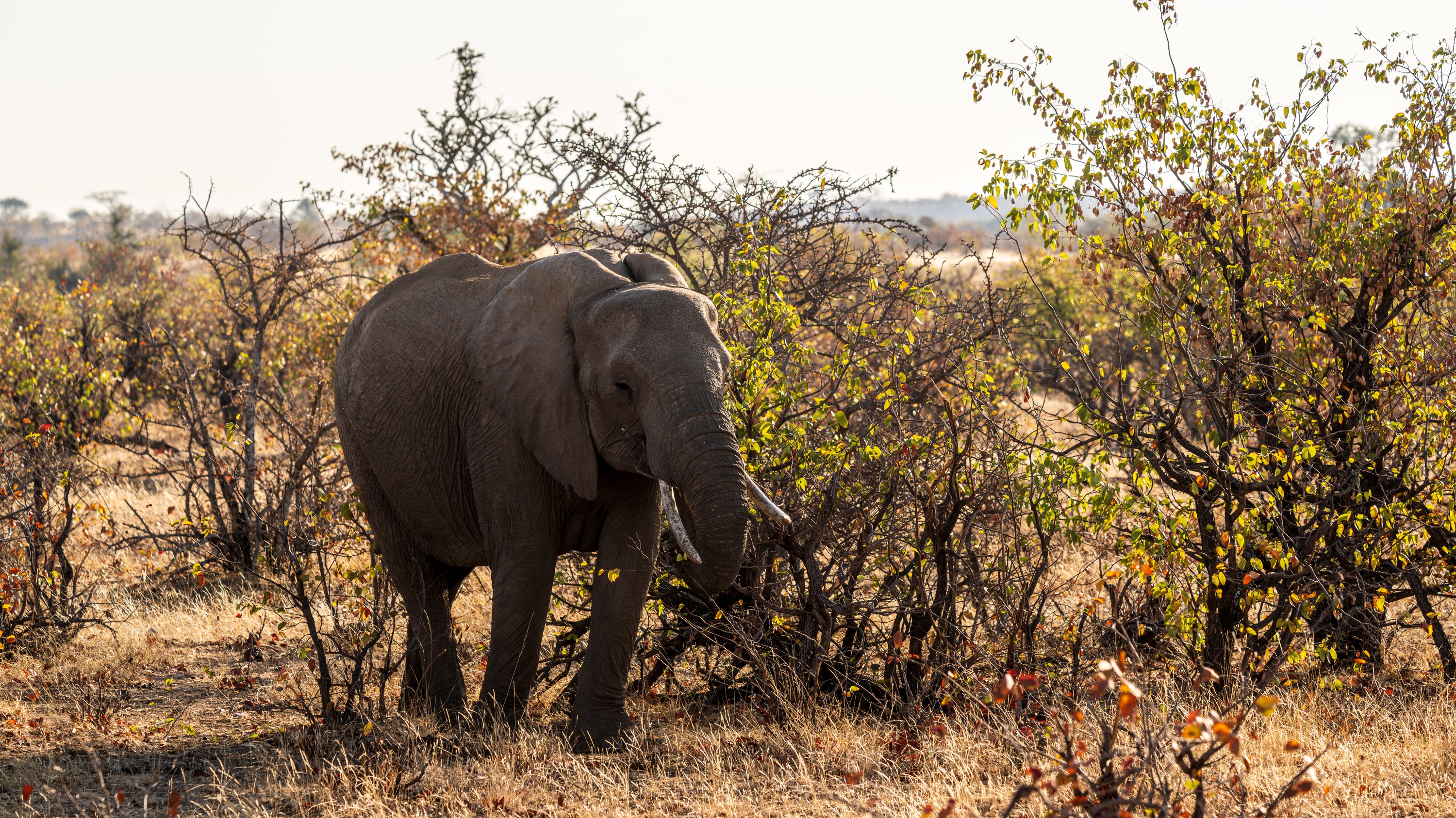 Mashatu Game Reserve, Botswana